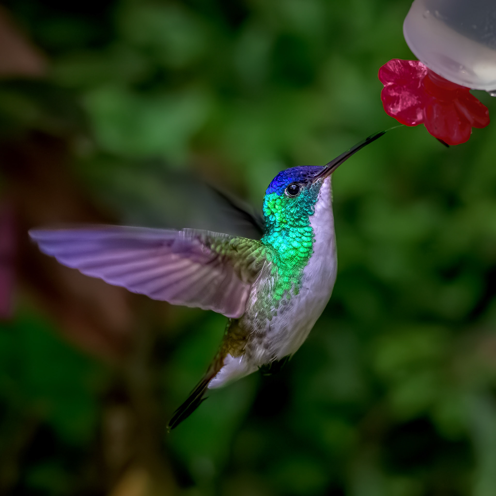 Andean Emerald