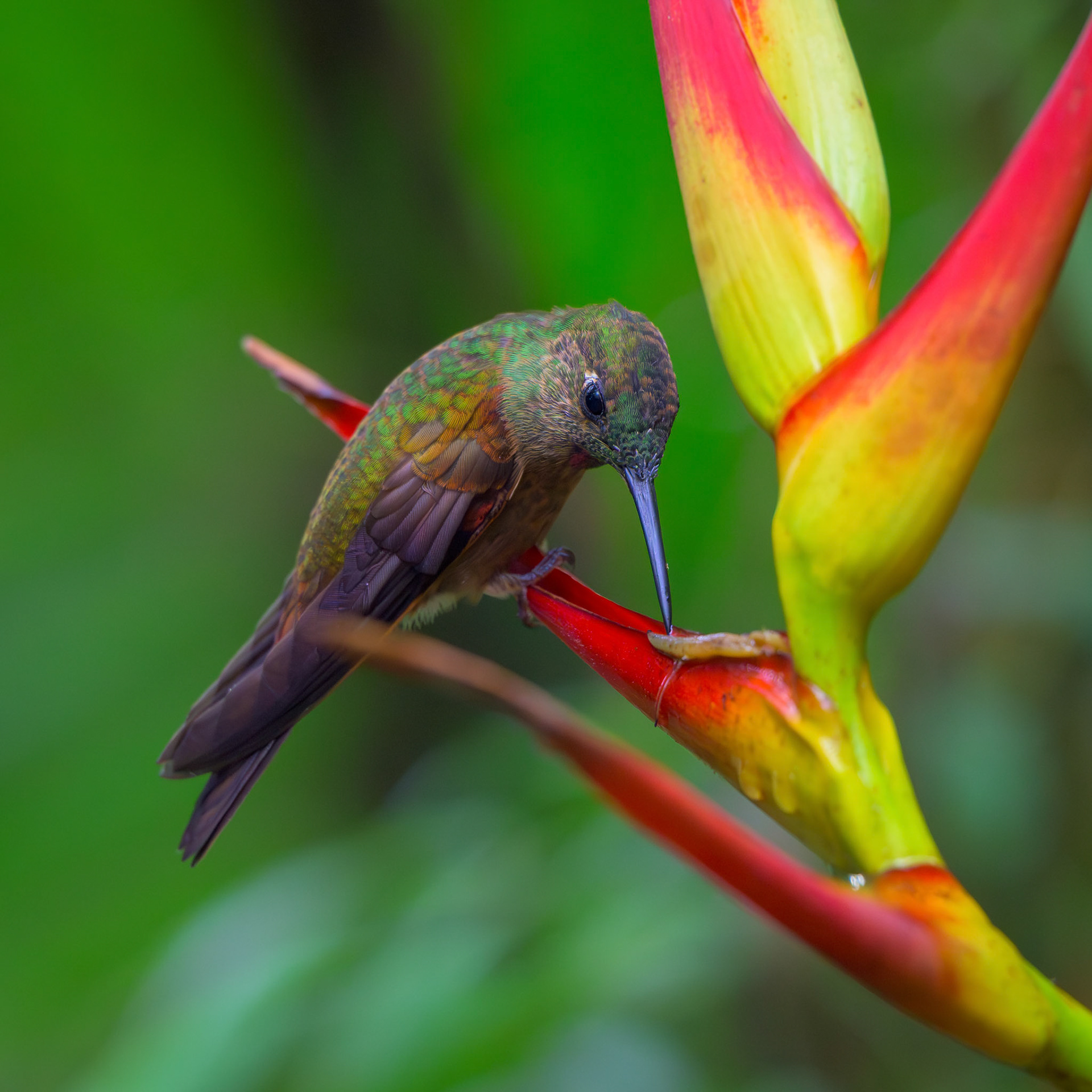 Rufous-tailed Hummingbird