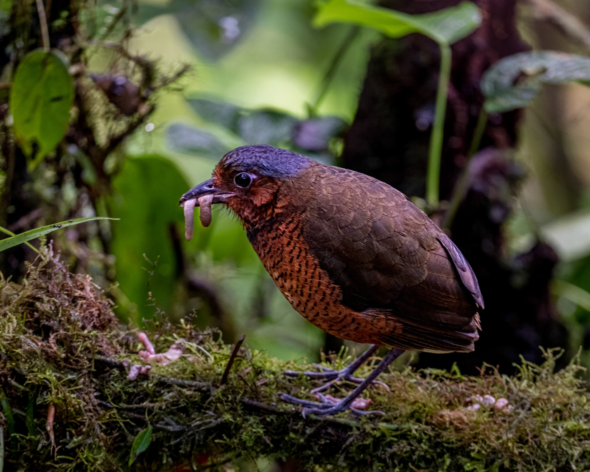 Giant antpitta