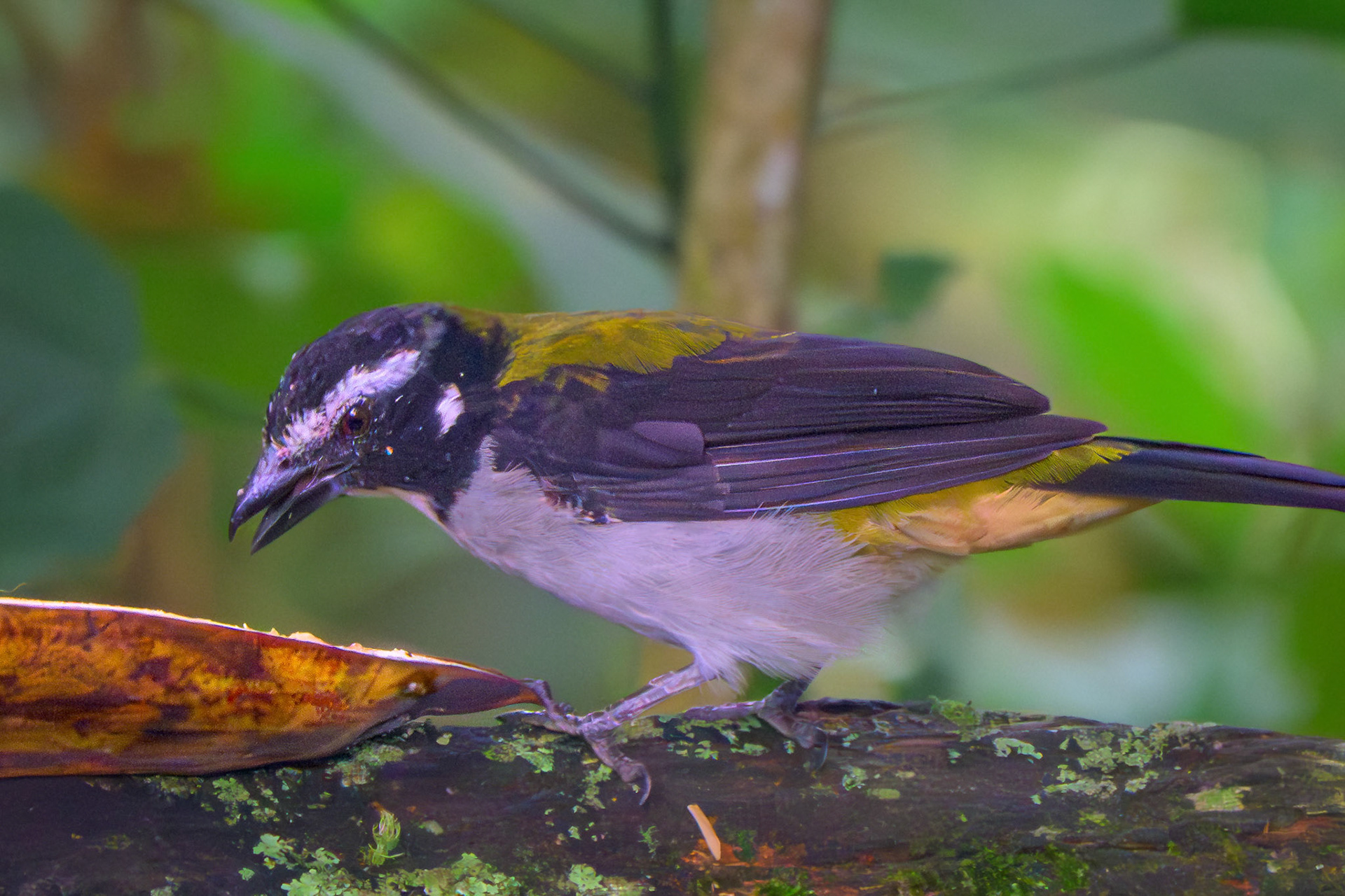 Black-winged Saltator