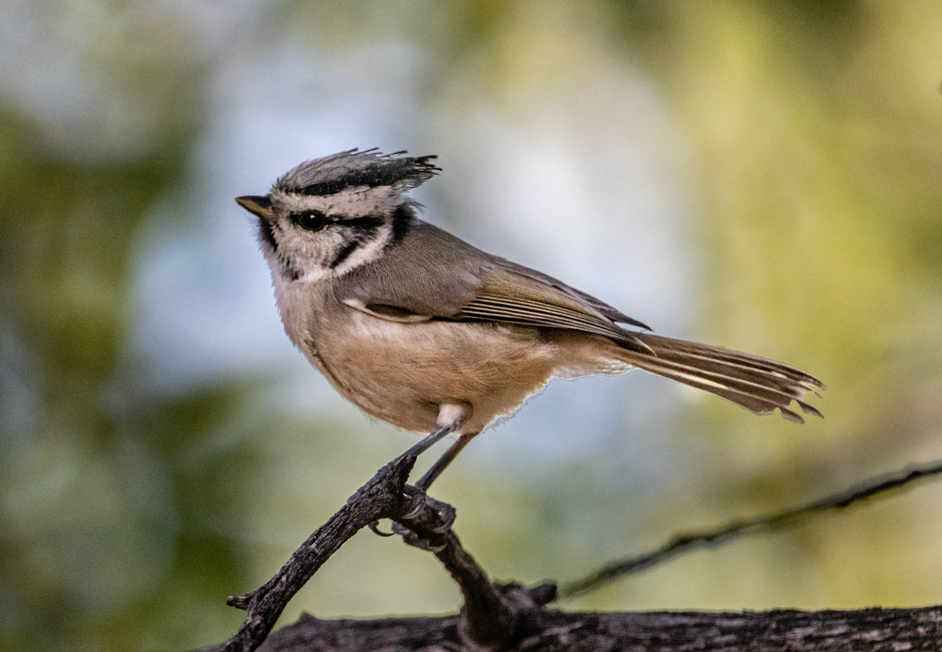 Bridled titmouse