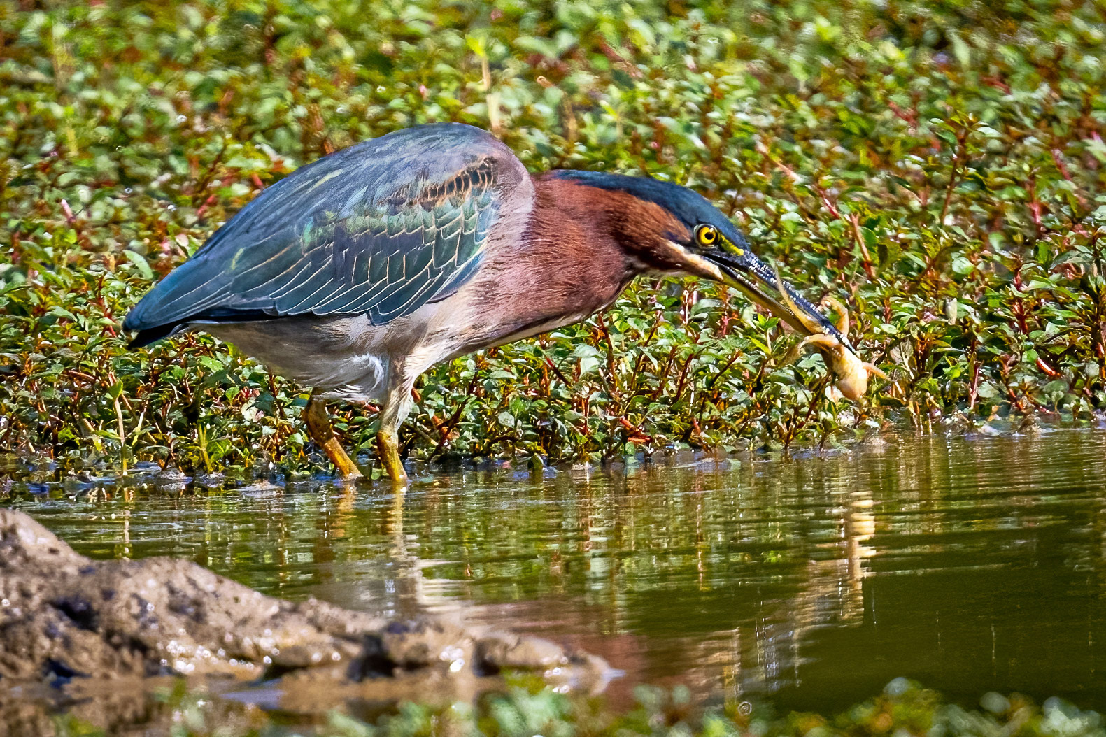 Green heron