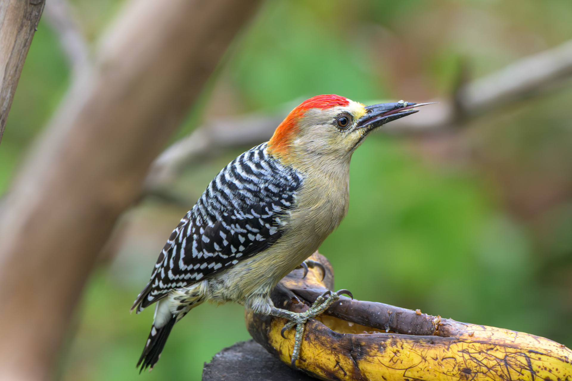 Red-crowned Woodpecker