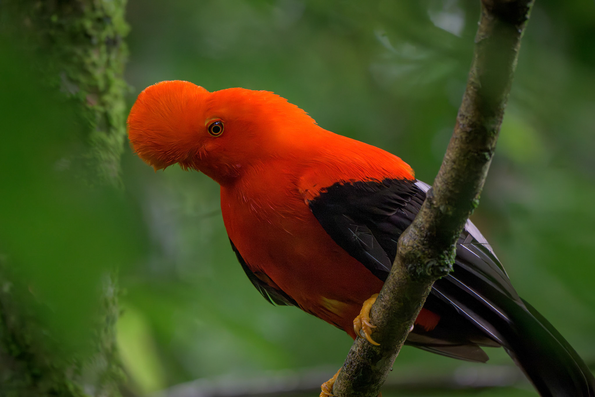 Andean Cock of the Rock