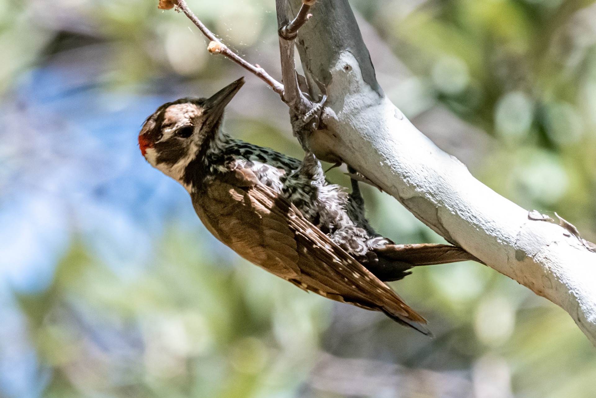 Arizona Woodpecker