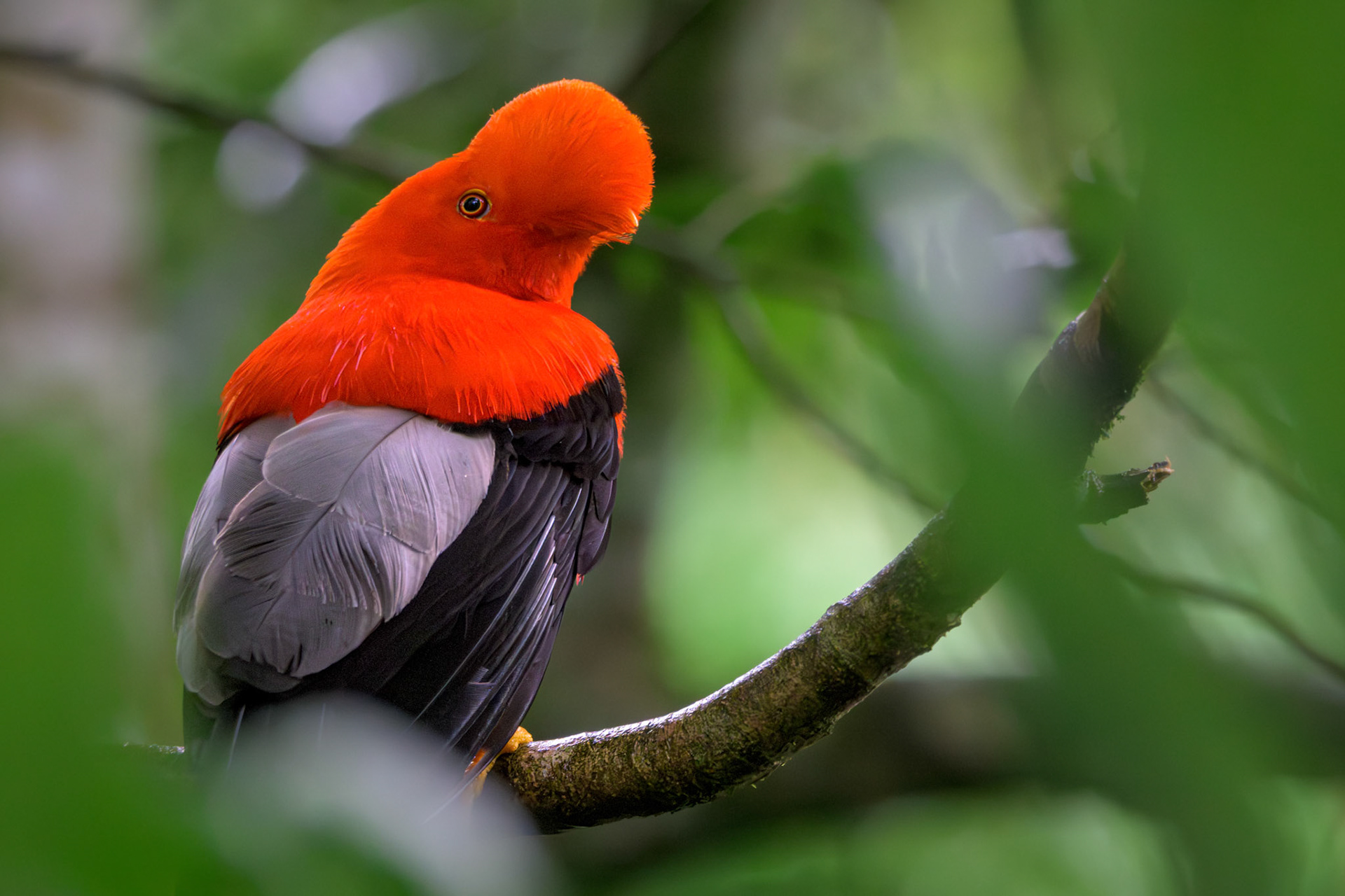 Andean Cock of the Rock