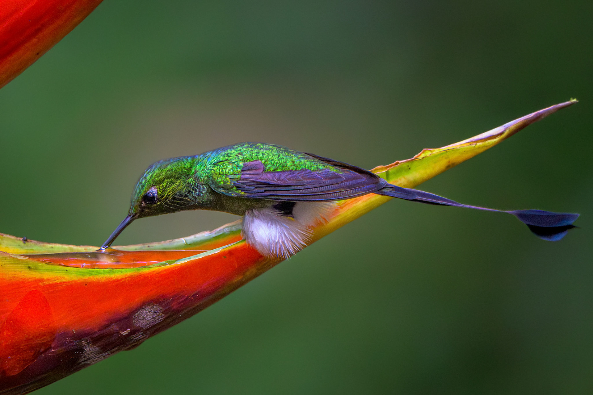 White-booted Racket-tail