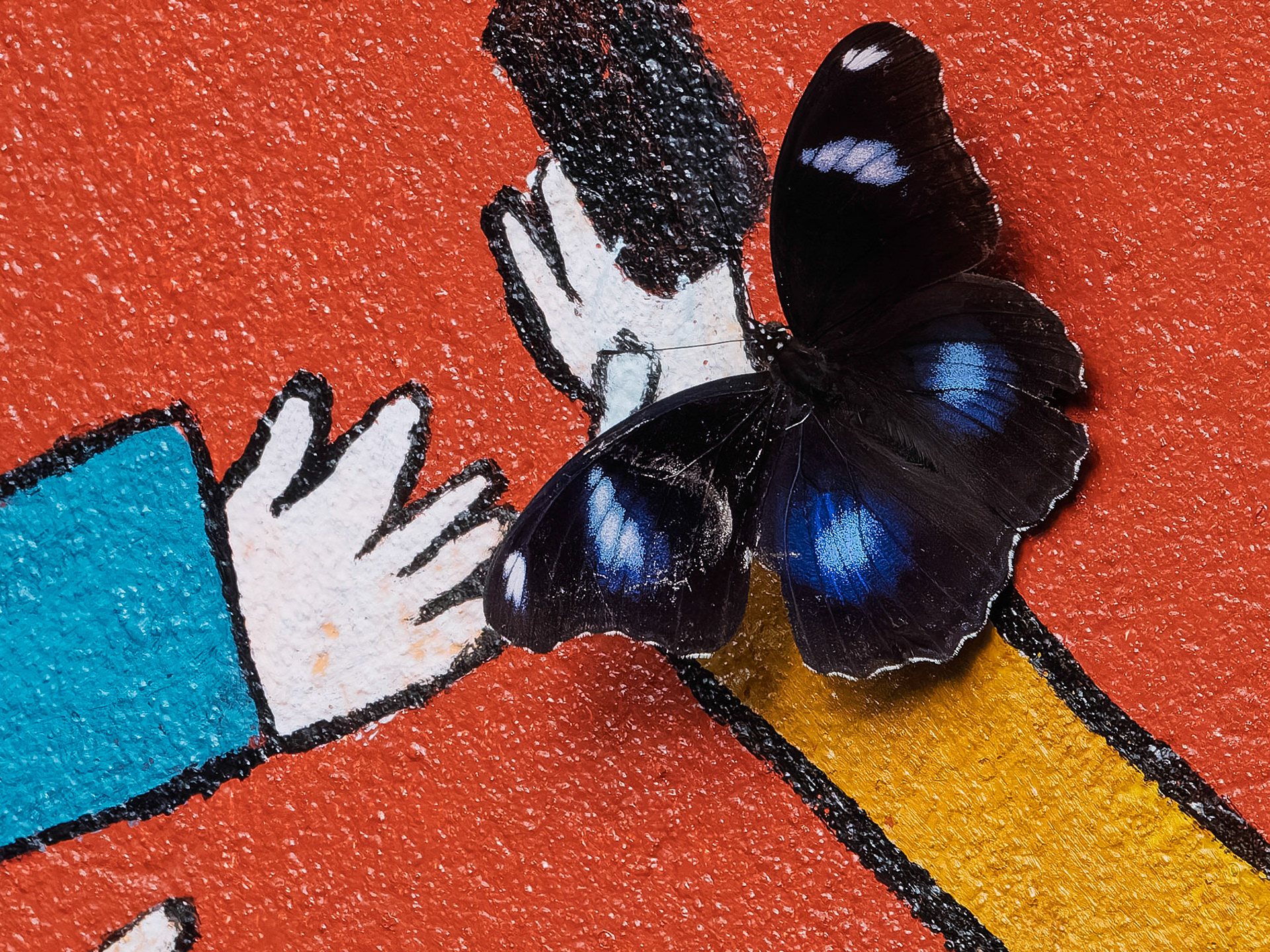 Cat Ba Island - Common Mormon Butterfly