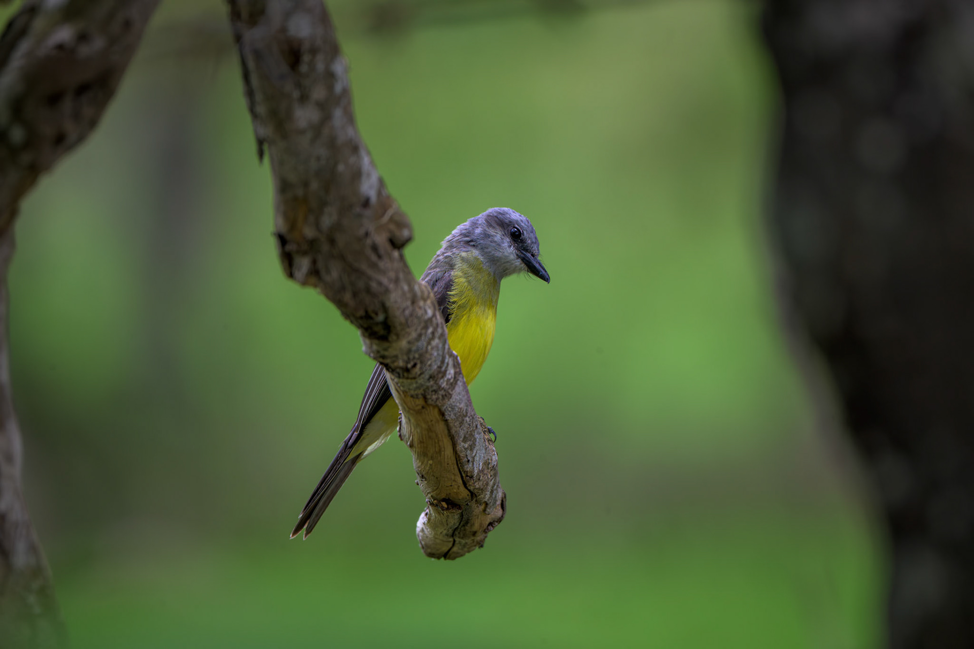 Tropical Kingbird