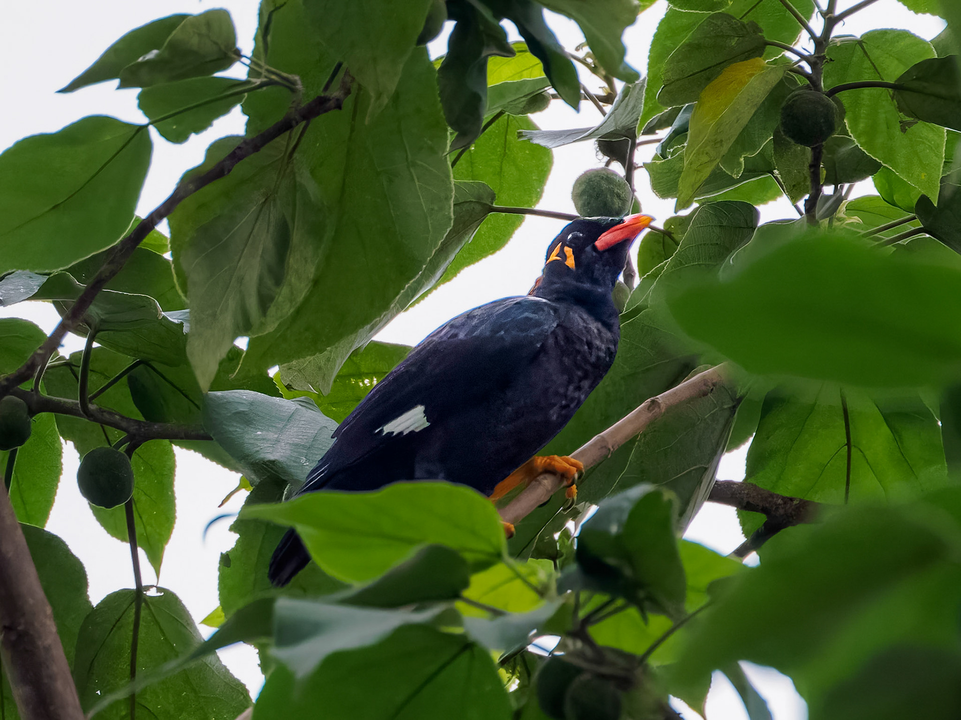 Common Hill Myna