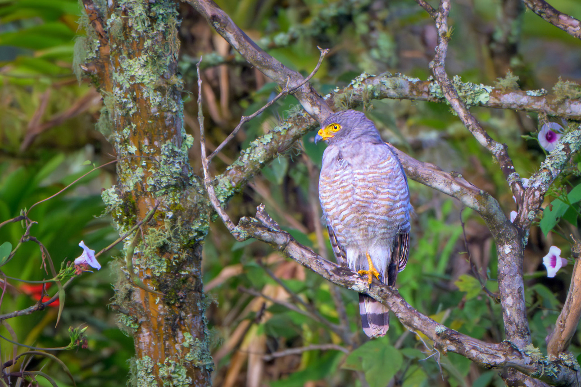 Roadside Hawk