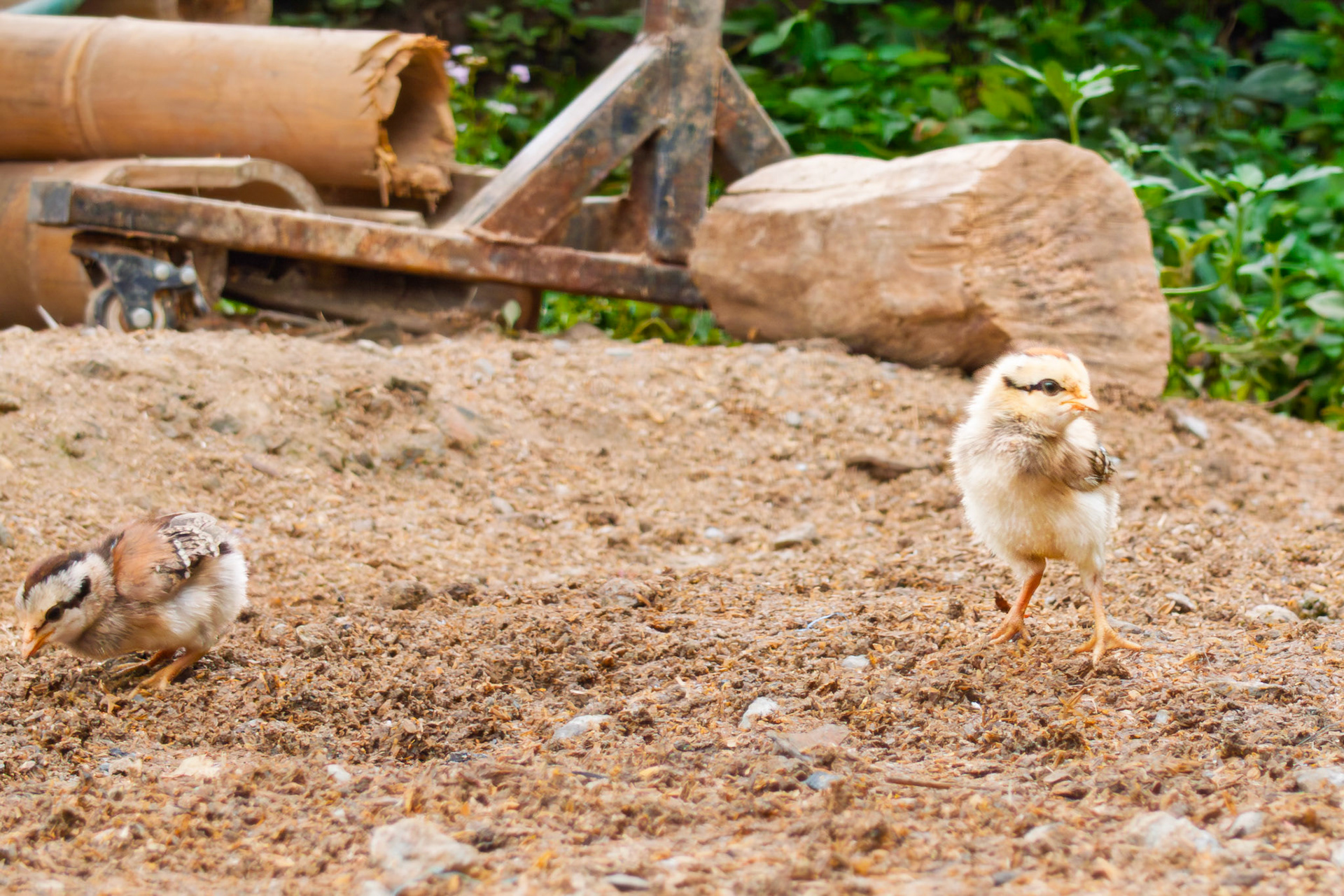oi Inthanon National Park - Mae Klang Luang Village