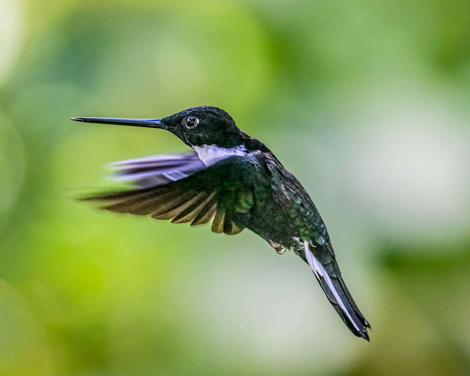 Collared Inca hummingbird