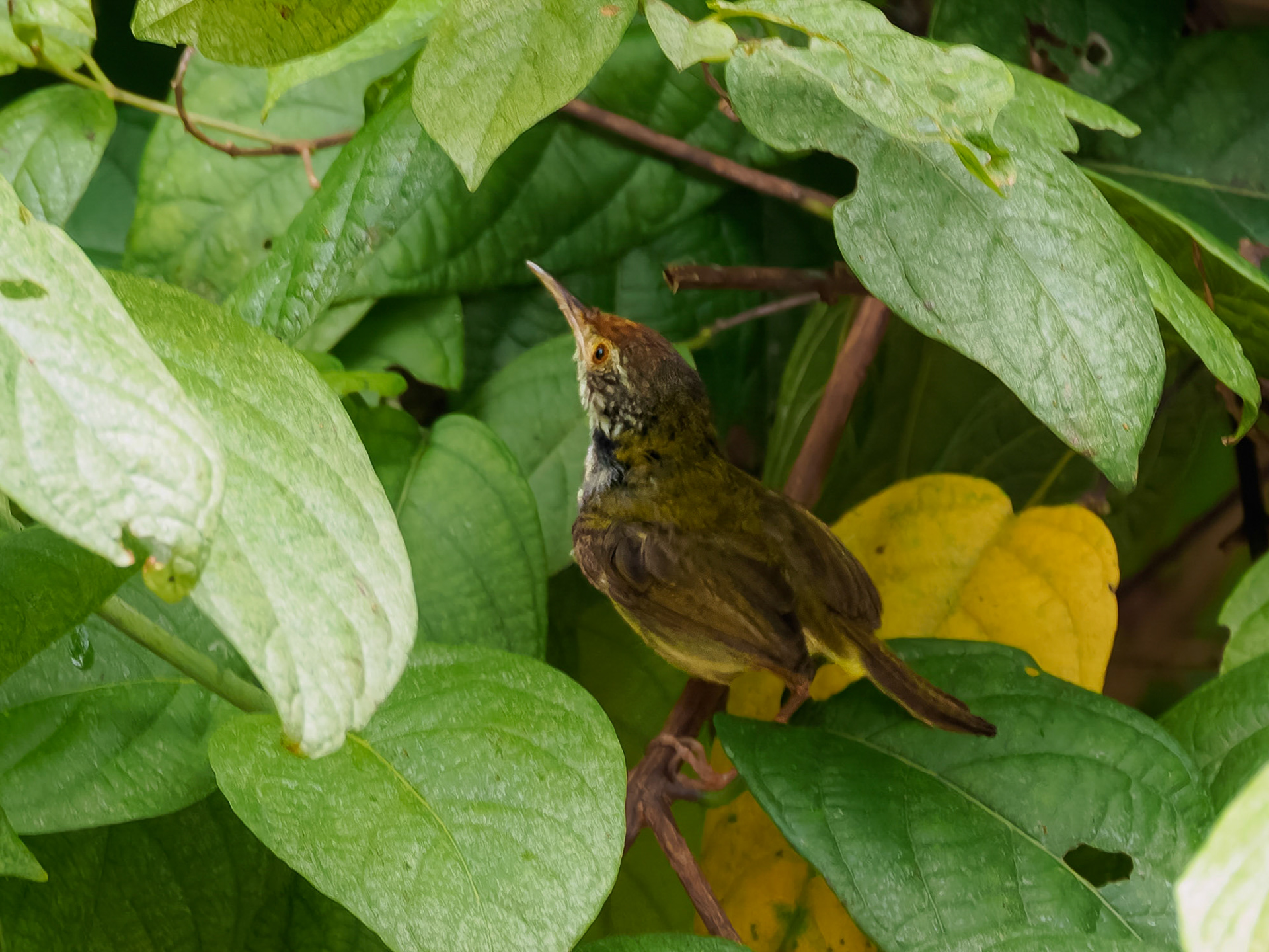 Common Tailorbird