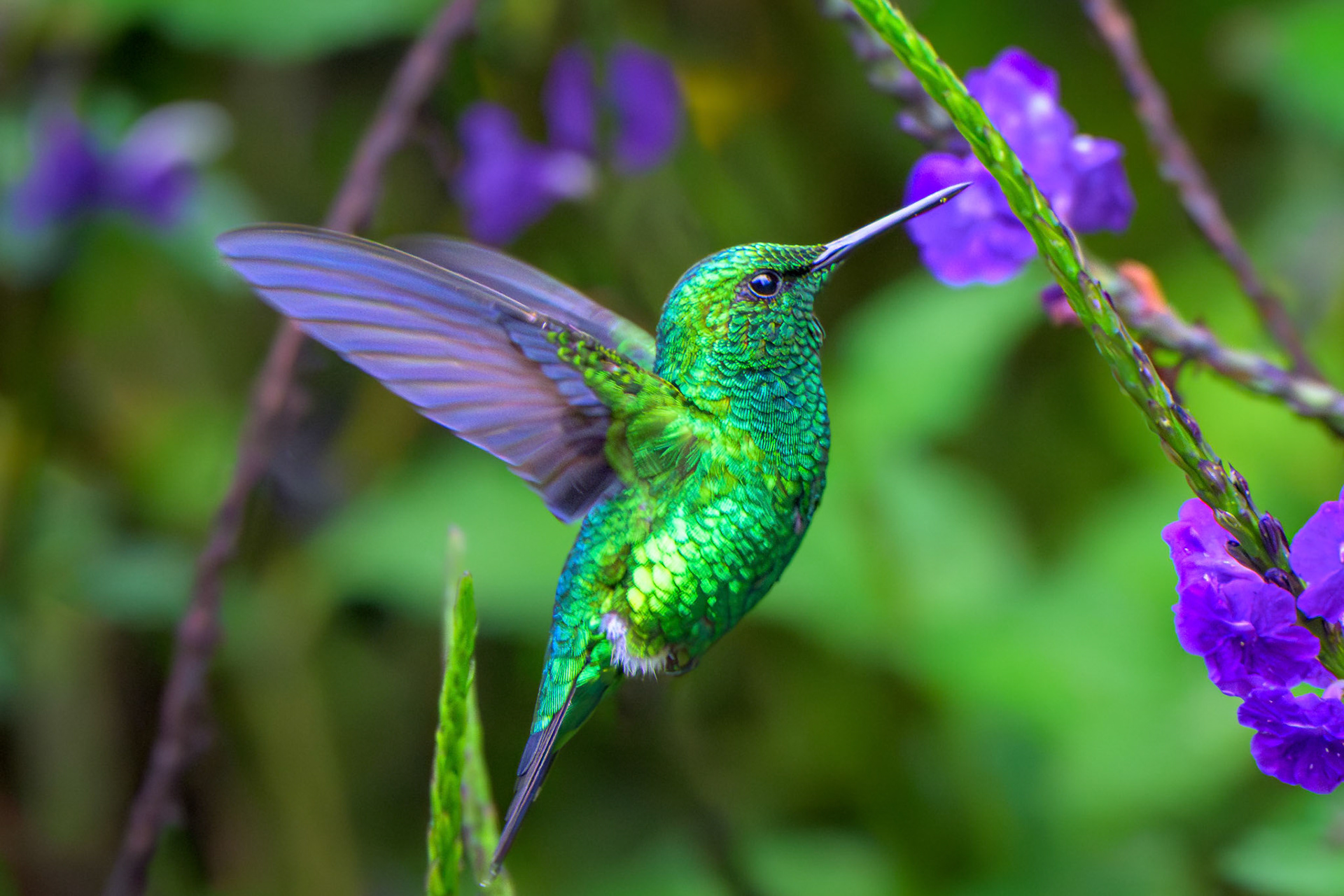 Steely-vented Hummingbird