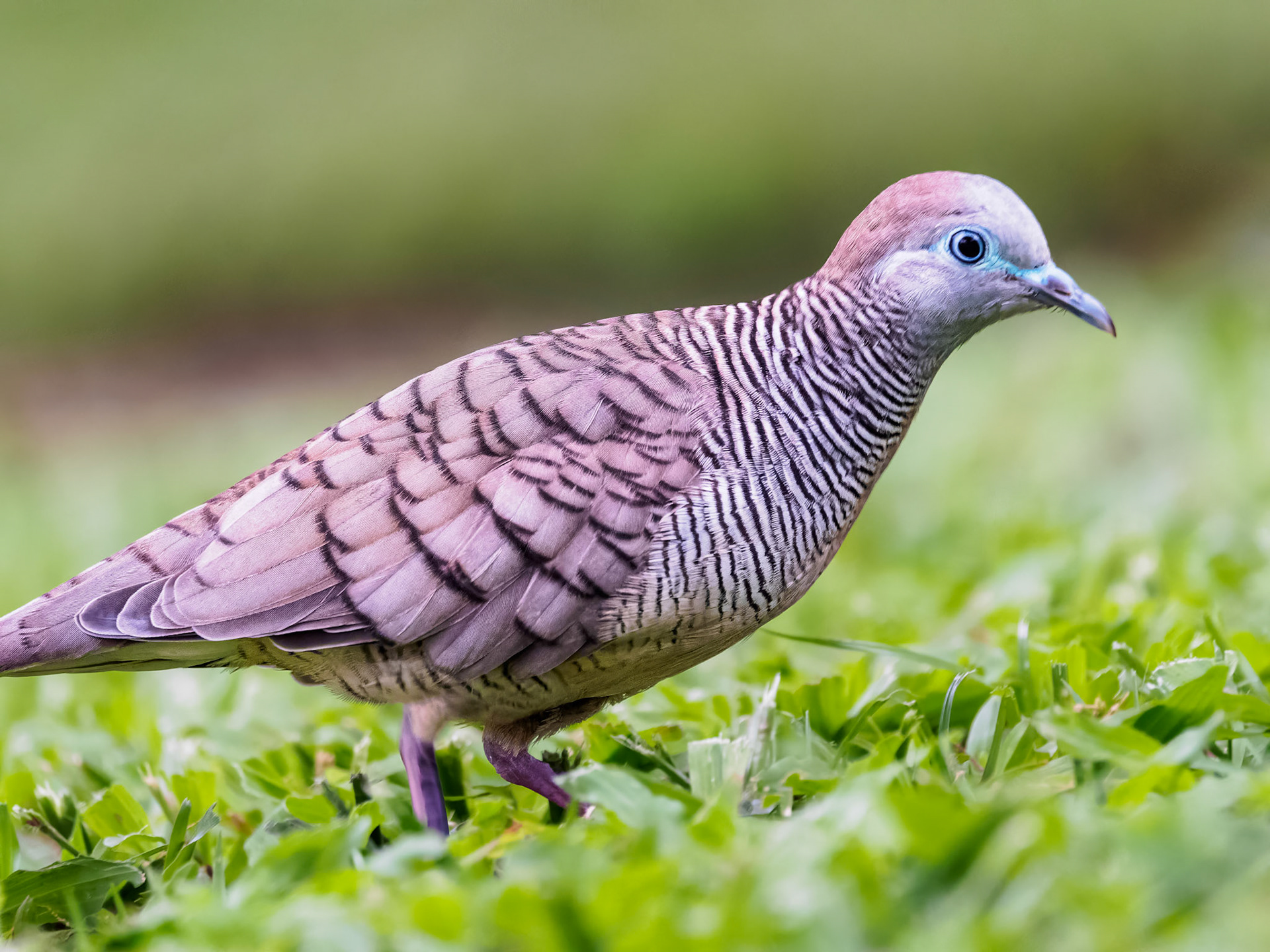 Zebra Dove
