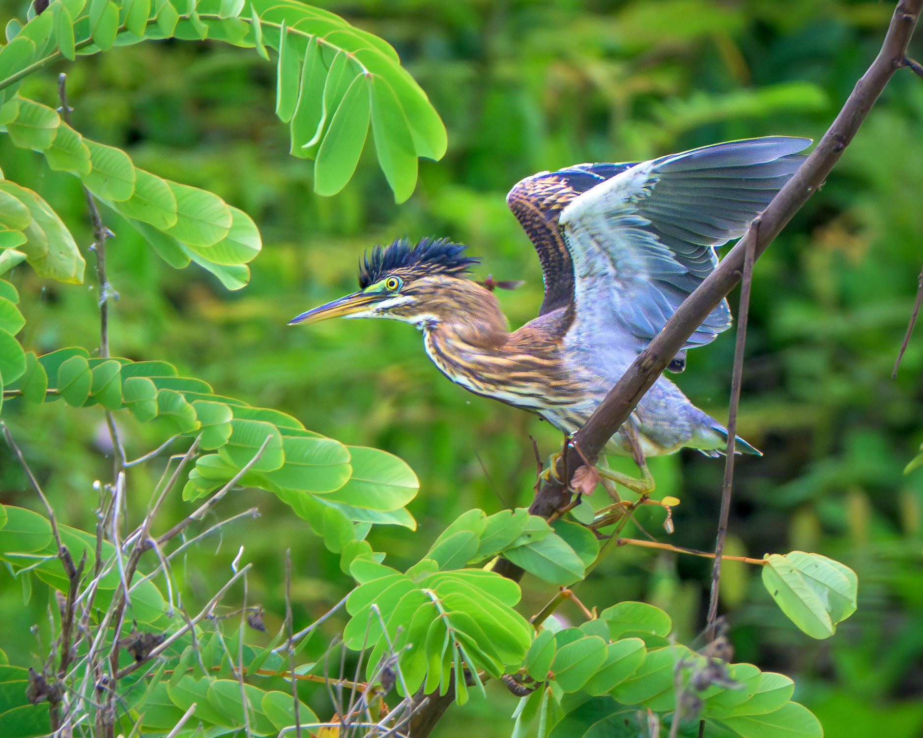 Striated Heron