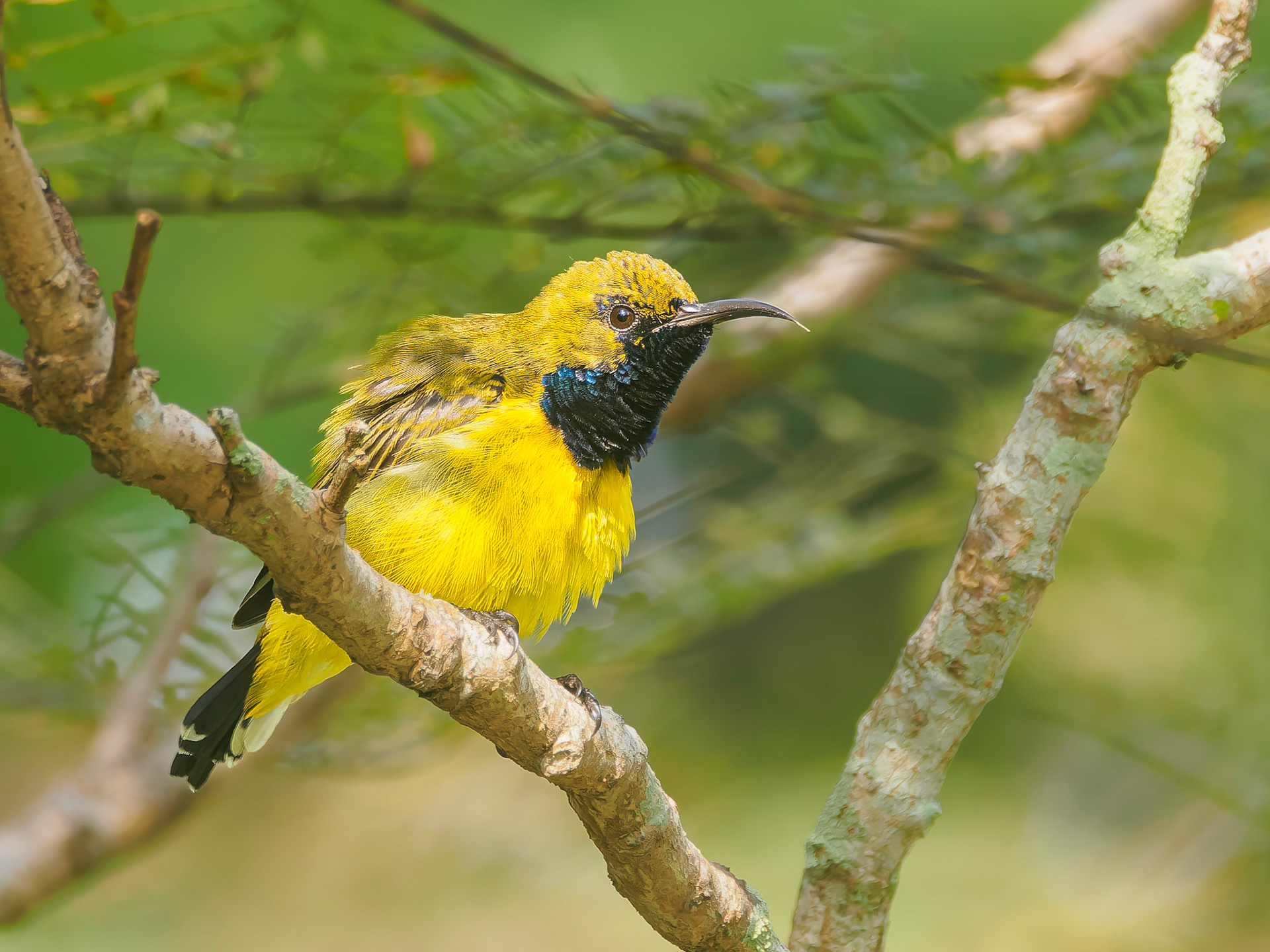 Flame-breasted Sunbird