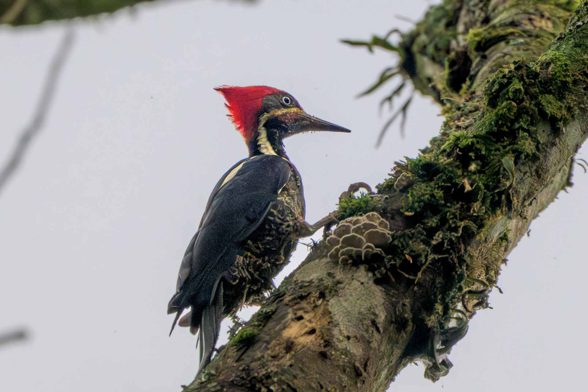 Lineated Woodpecker