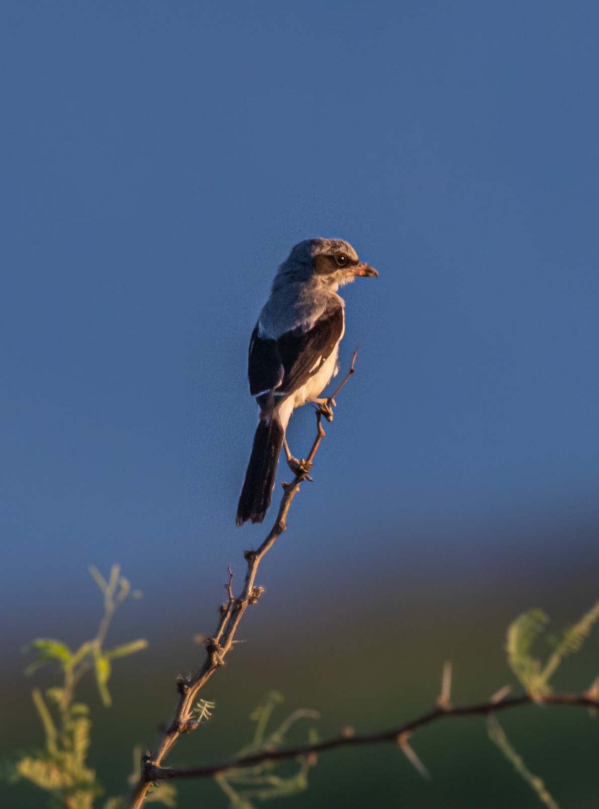 Loggerhead Shrike