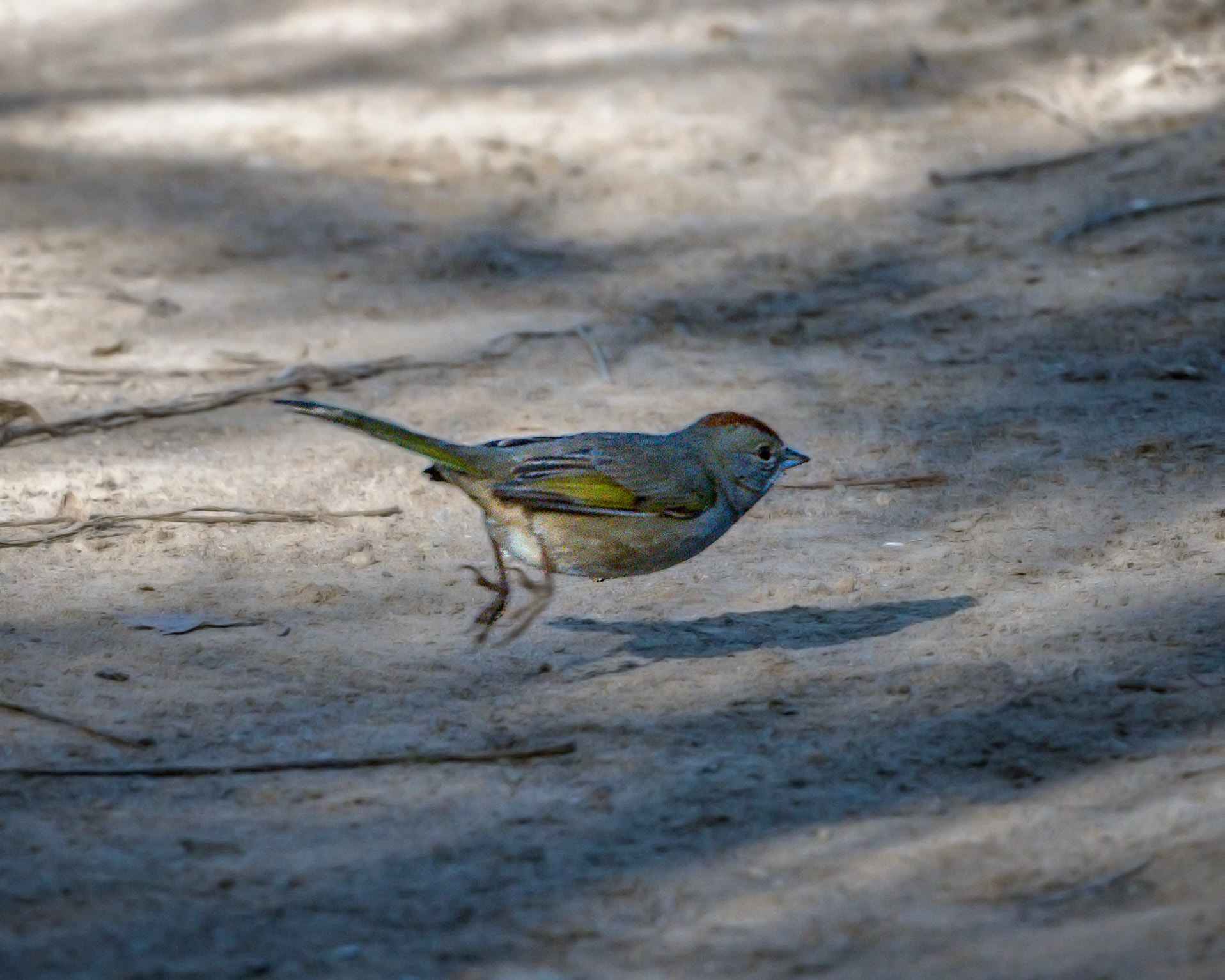 Green-tailed towhee