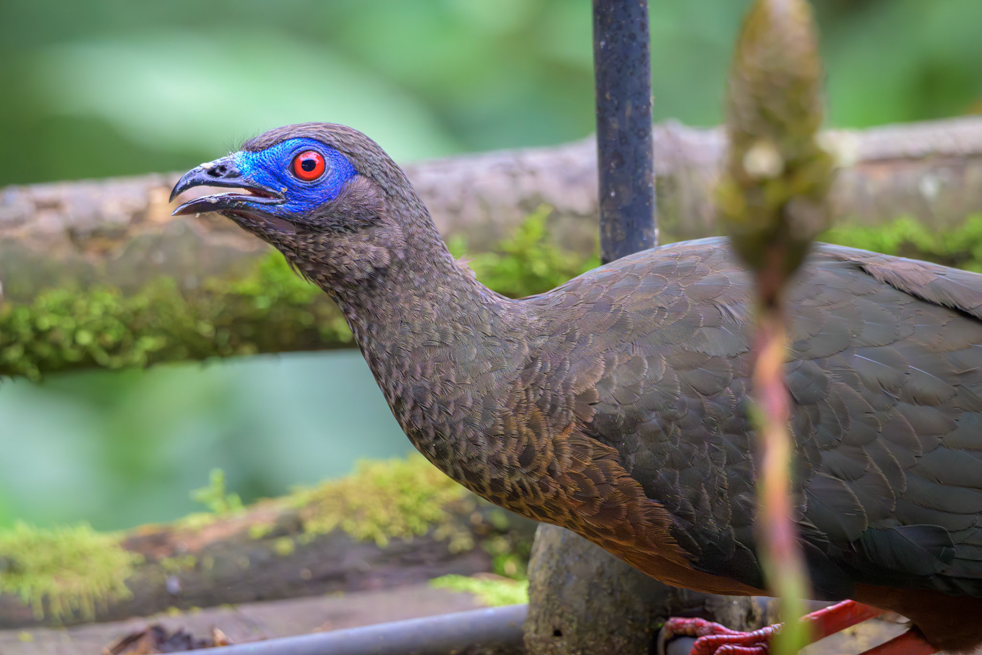 Sickle-winged Guan