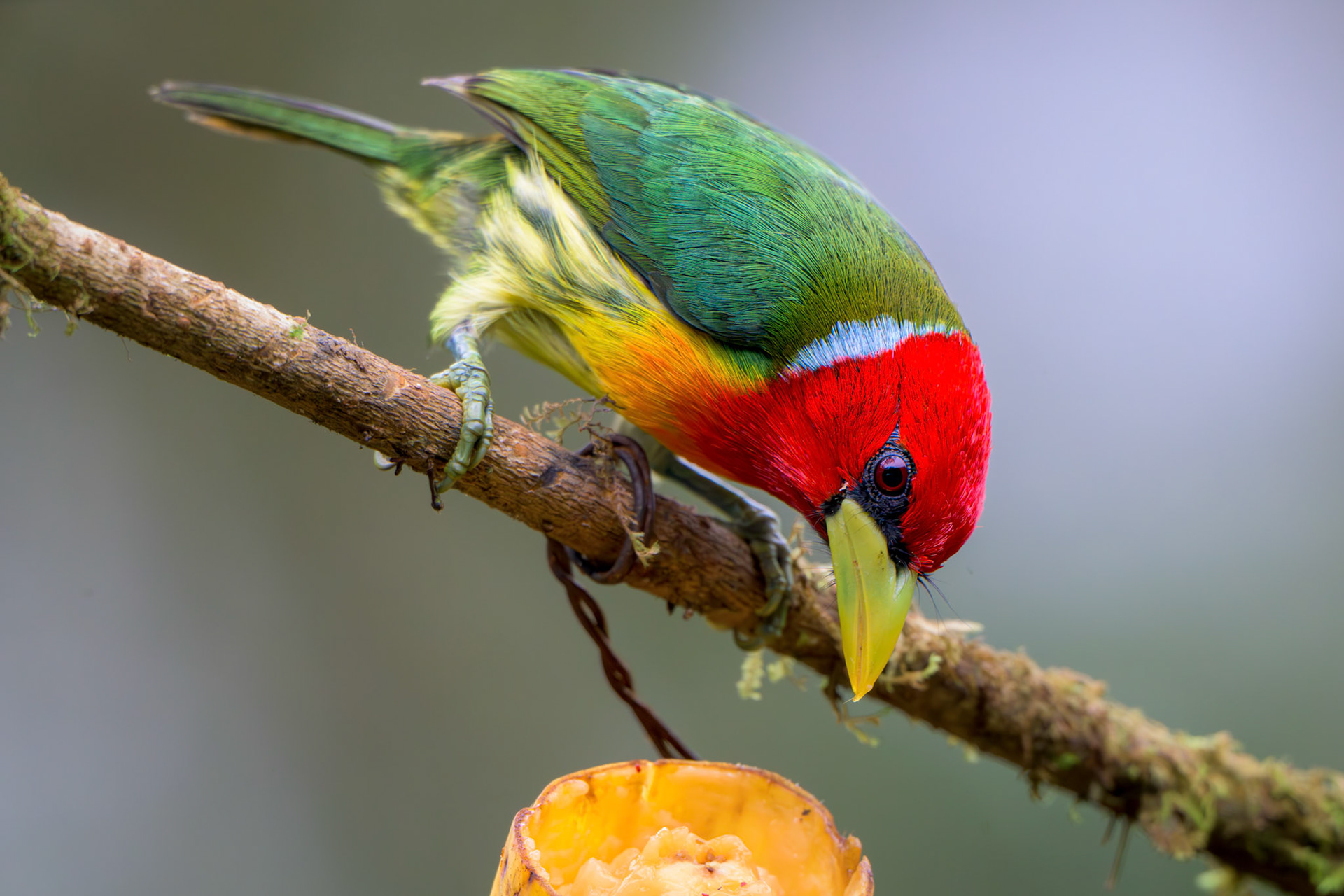 Red-headed Barbet