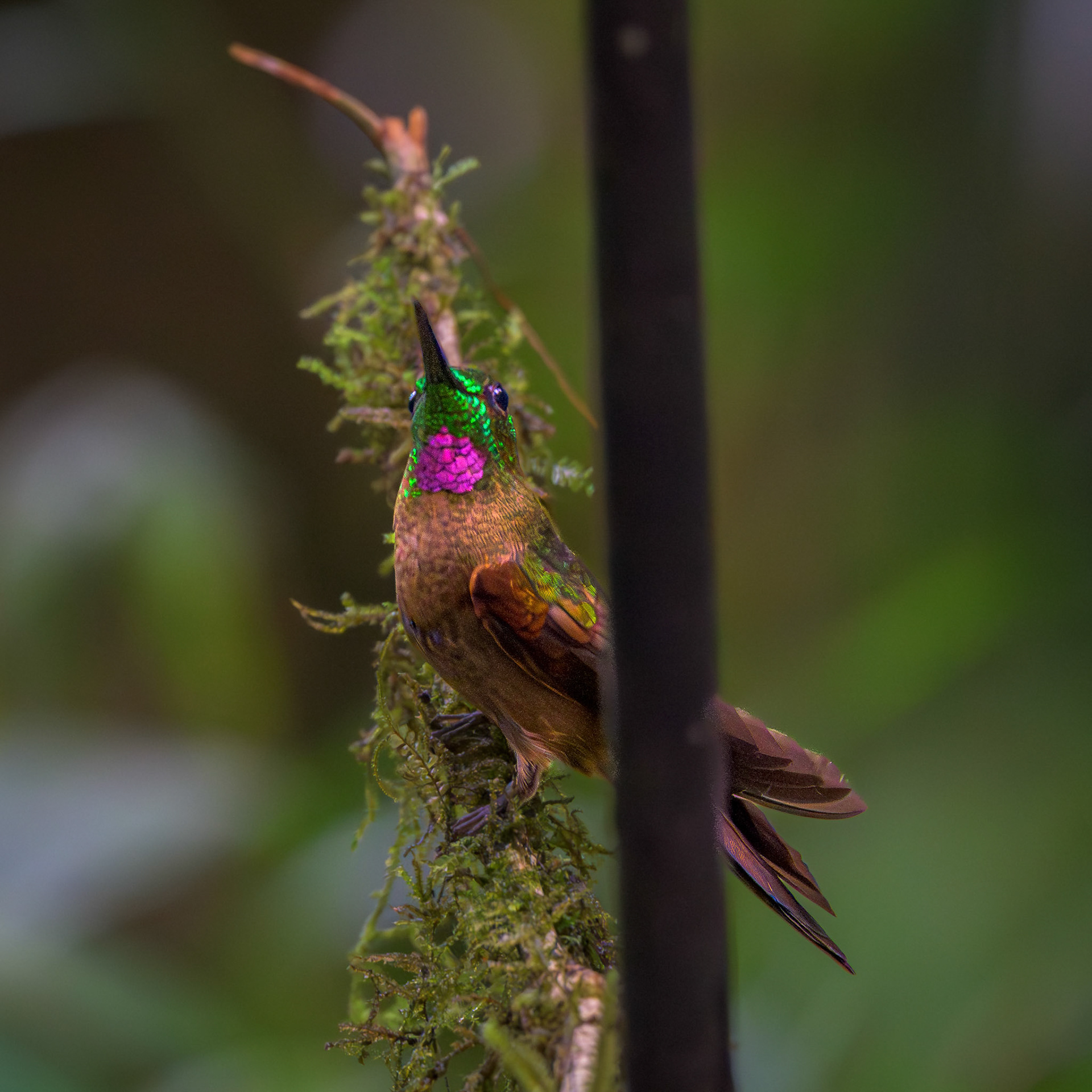 Brown Violetear