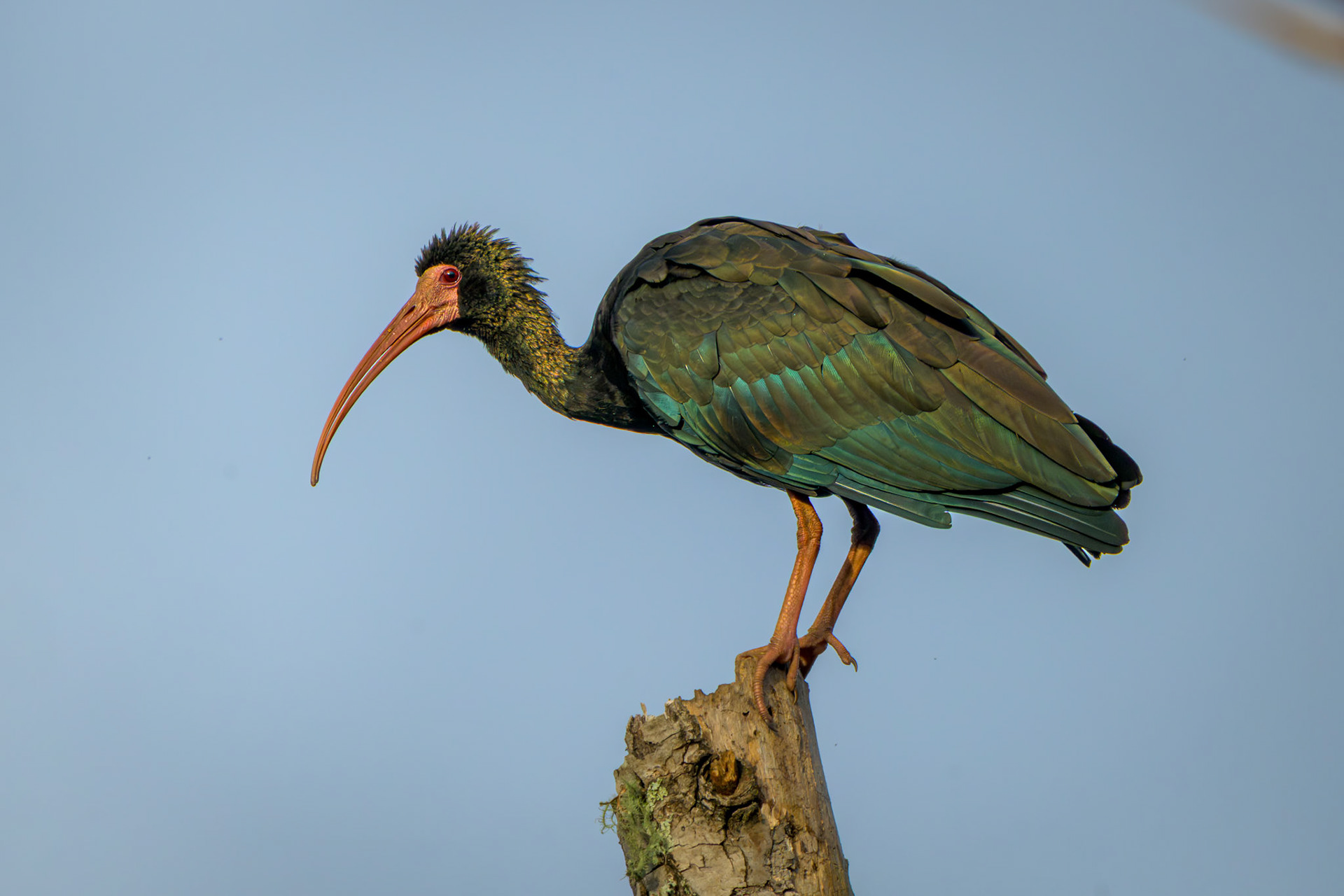 Southern Bald Ibis