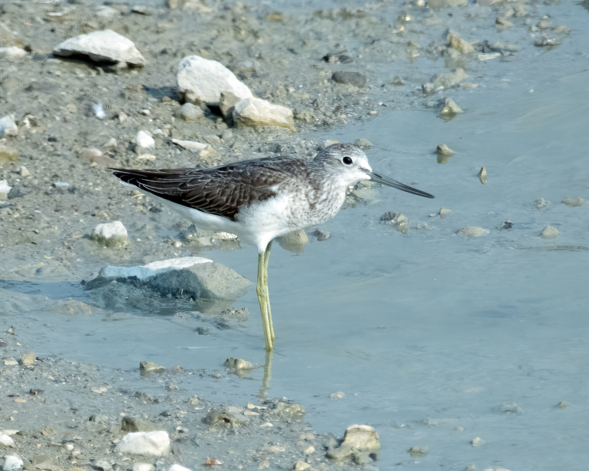 Common greenshank