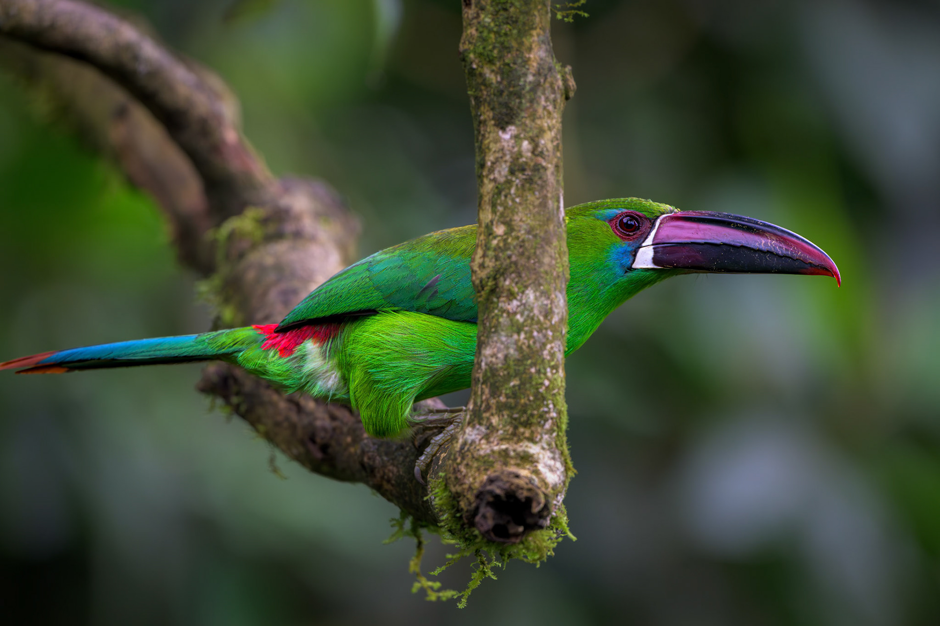 Crimson-rumped Toucanet