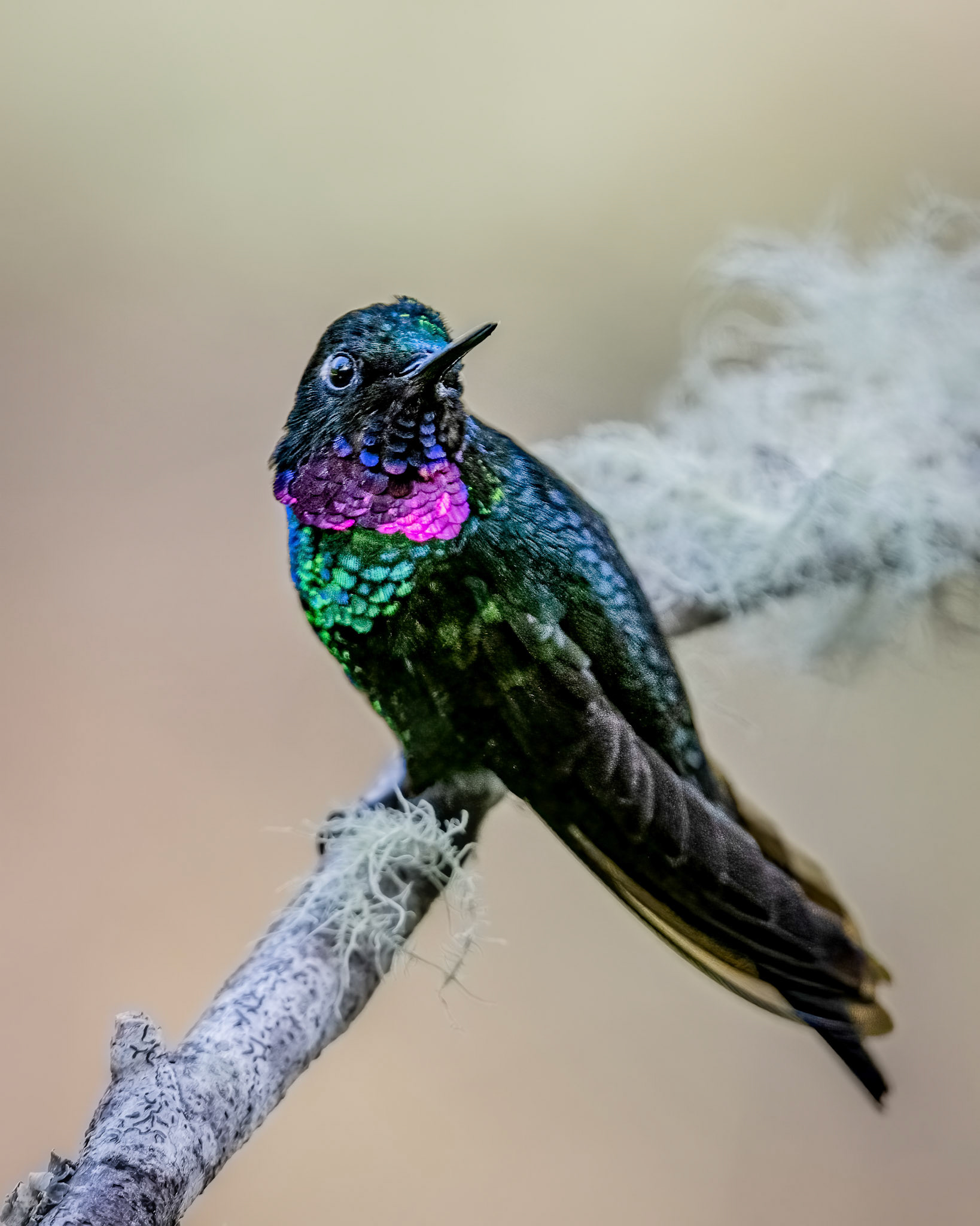 Tourmaline sunangel hummingbird