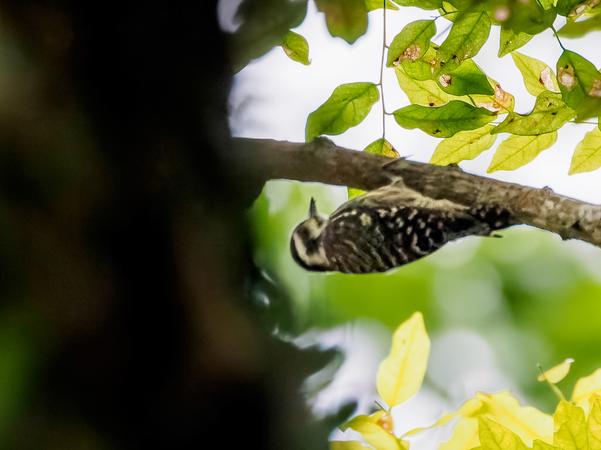 Grey-capped Pygmy Woodpecker