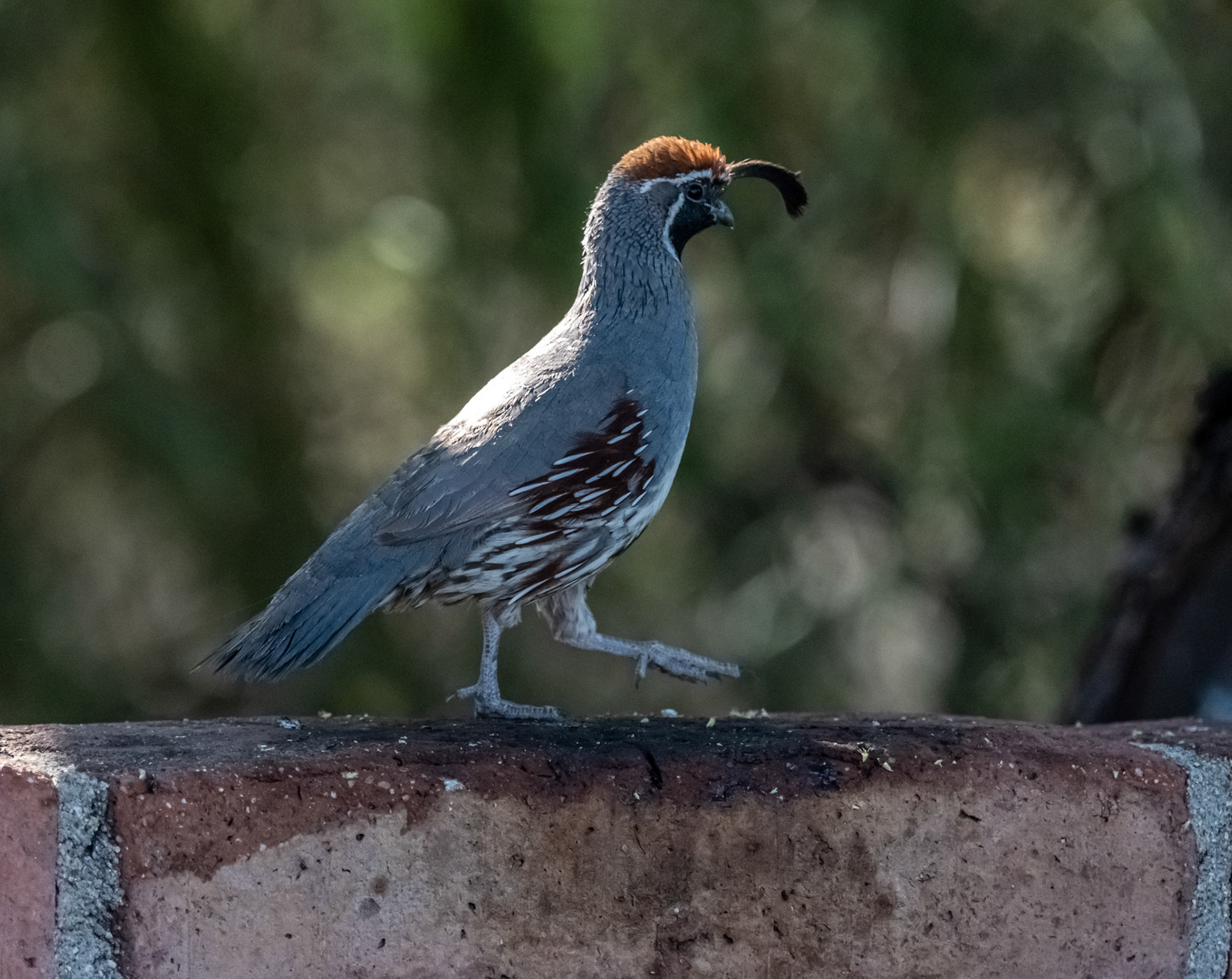 Gambel's Quail