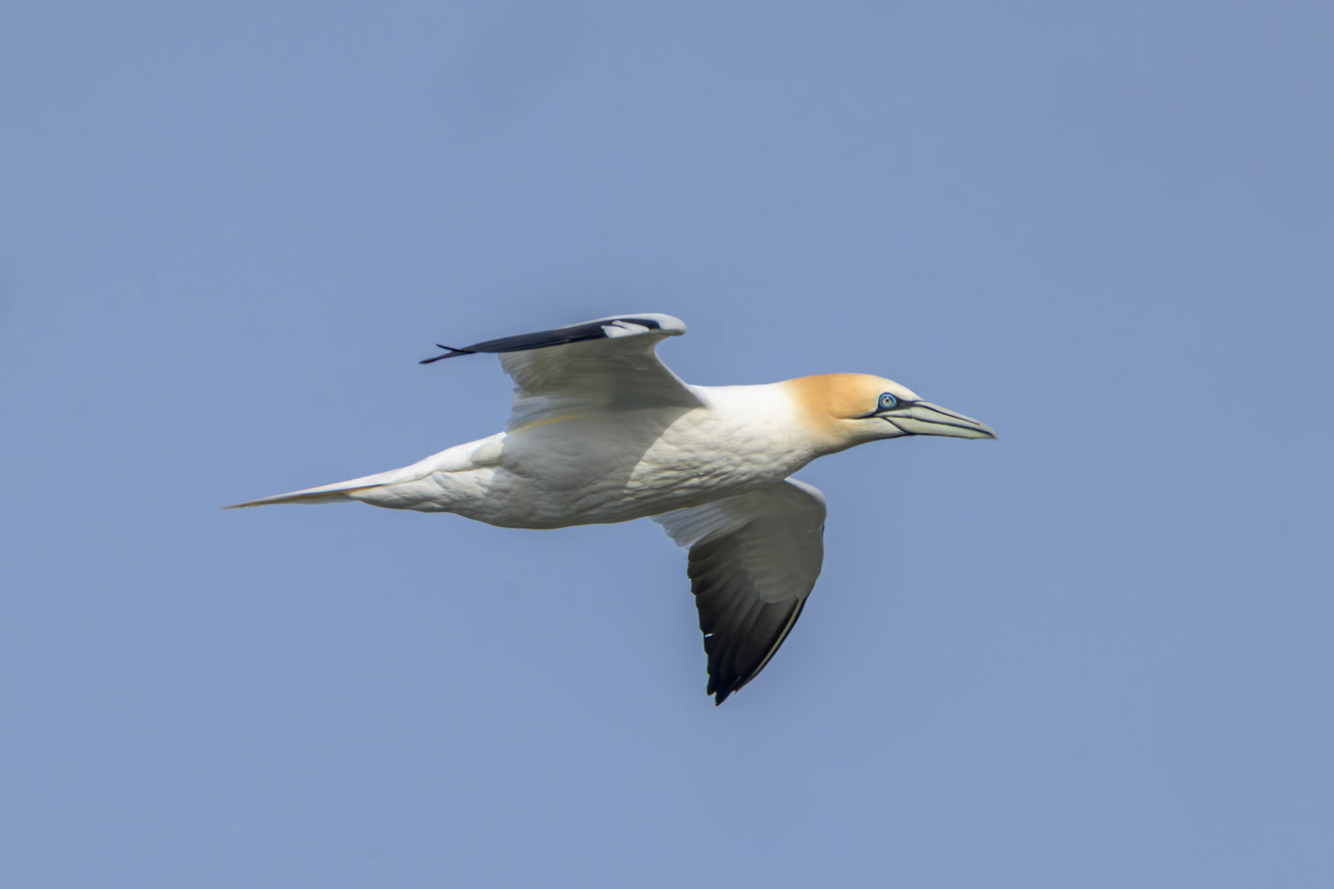 Northern Gannet