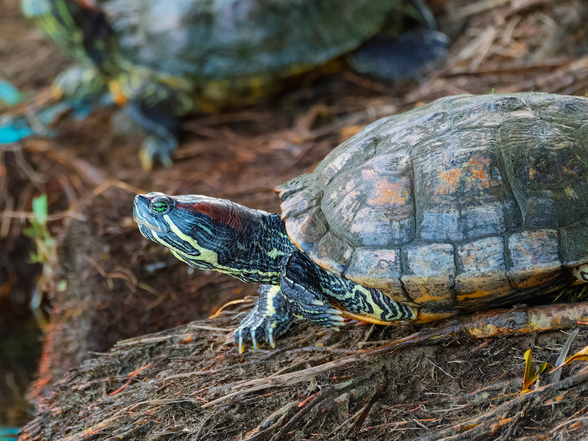 Singapore - Red-Eared Slider Turtle