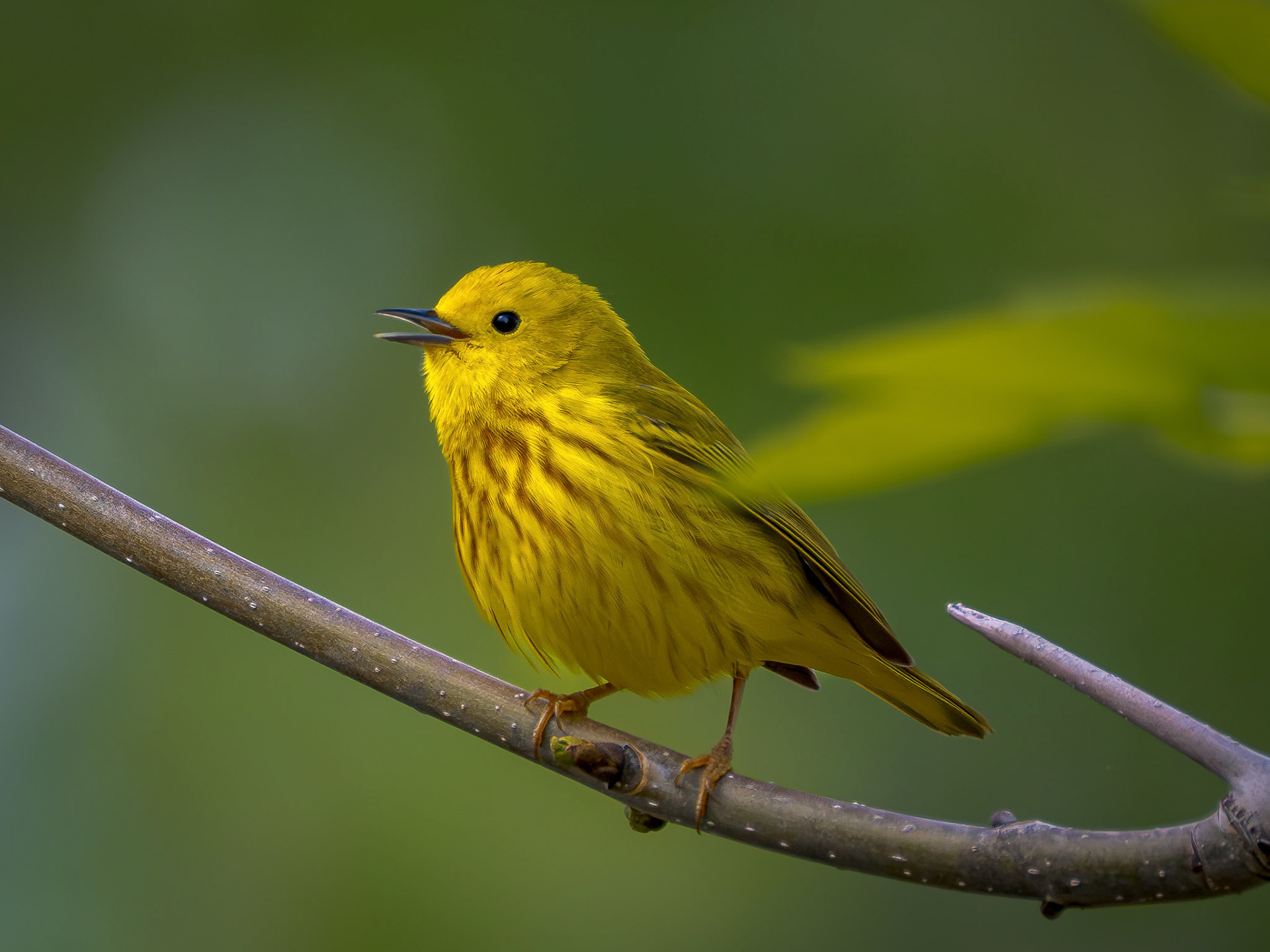 Yellow Warbler