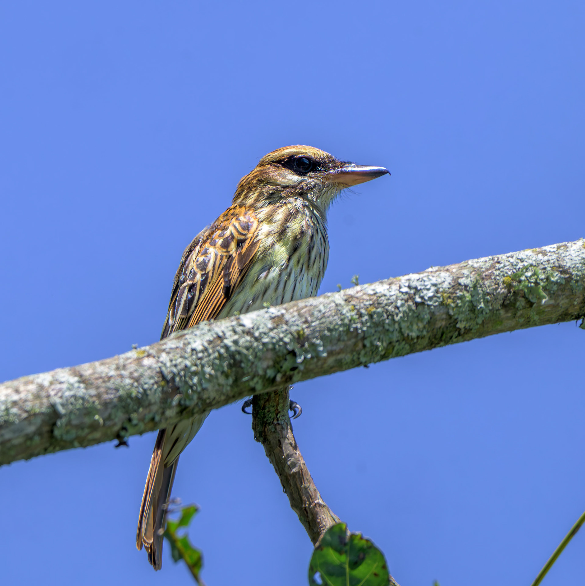 Streaked Flycatcher