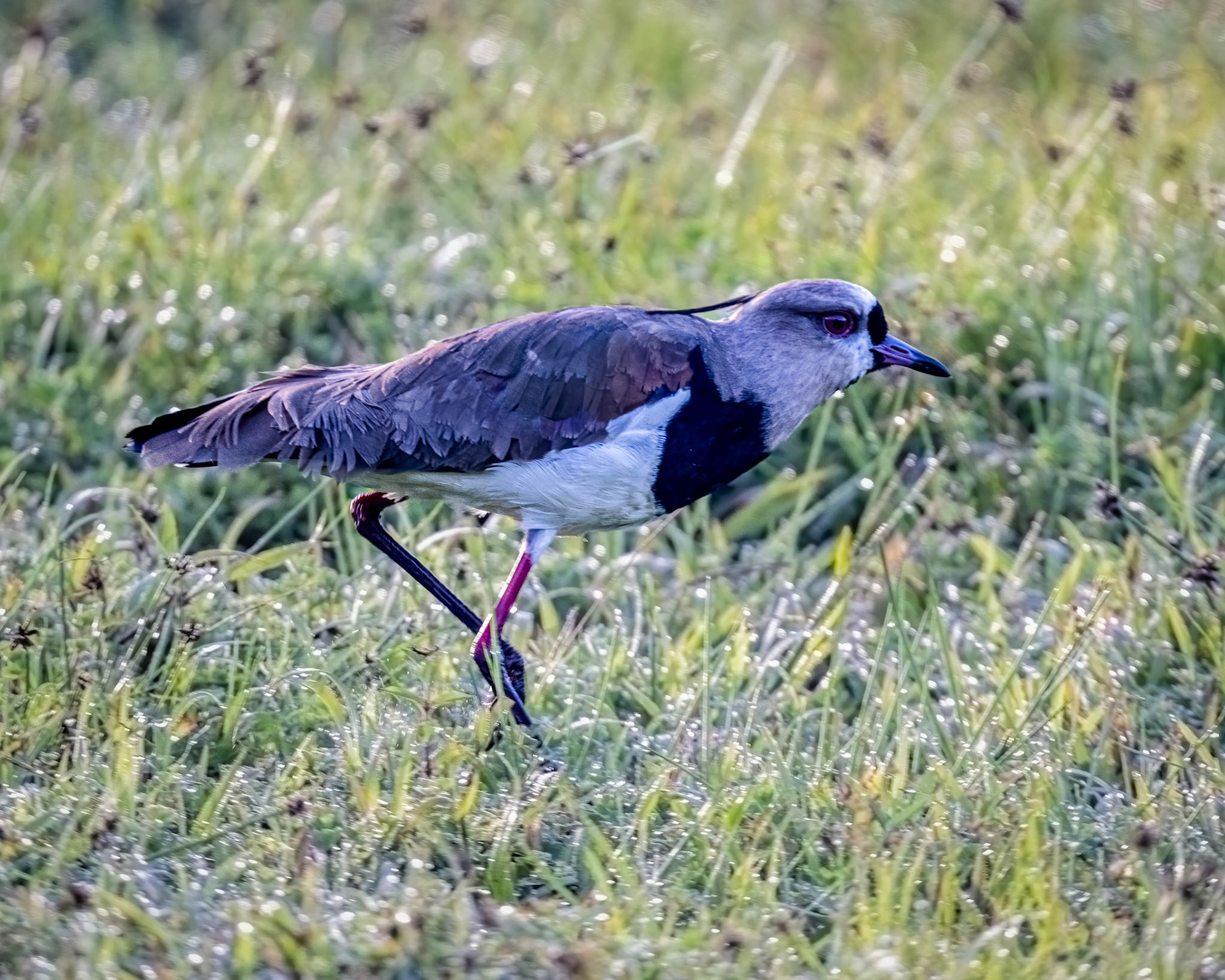 Southern lapwing