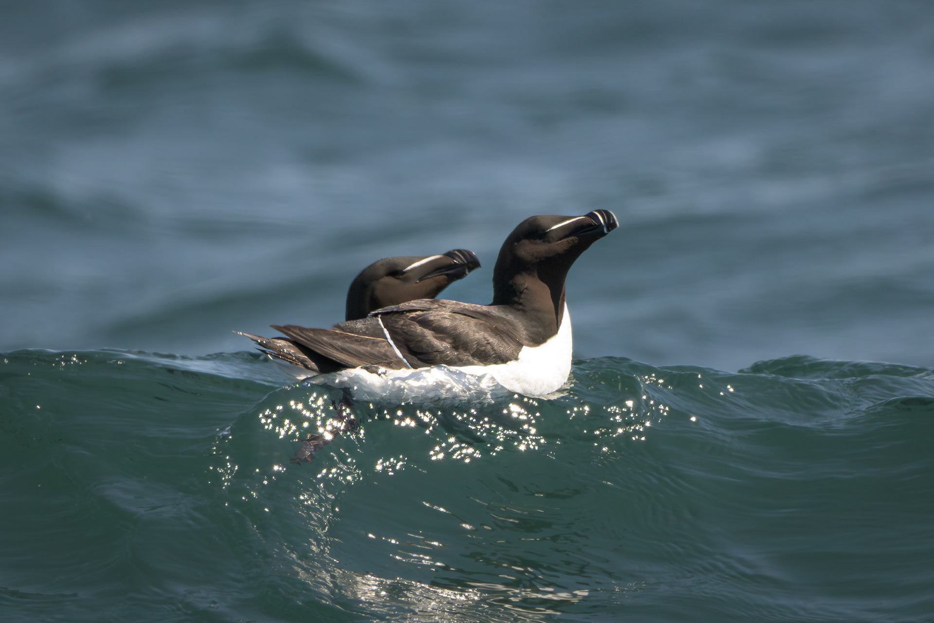 Razorbill