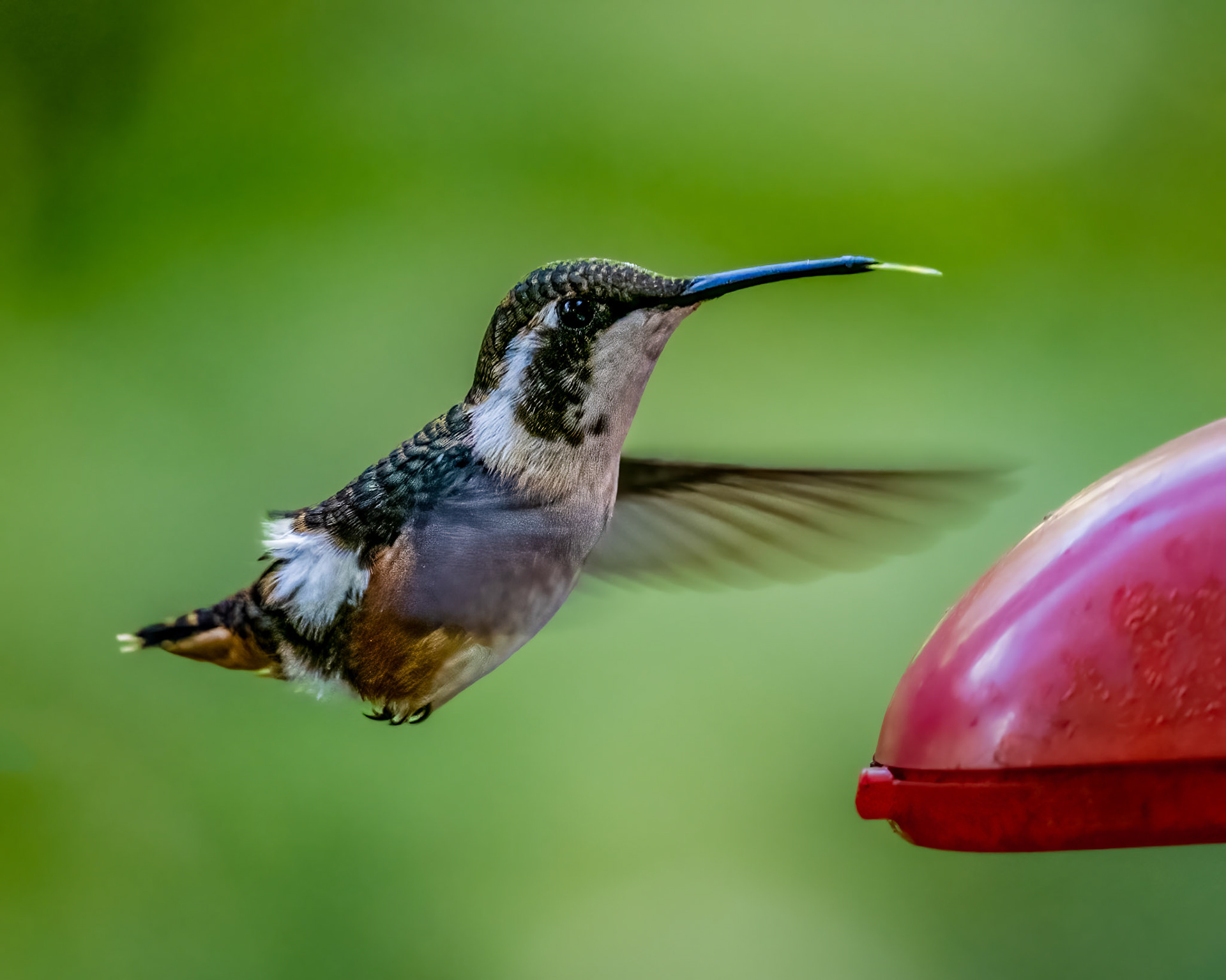 White-bellied woodstar hummingbird