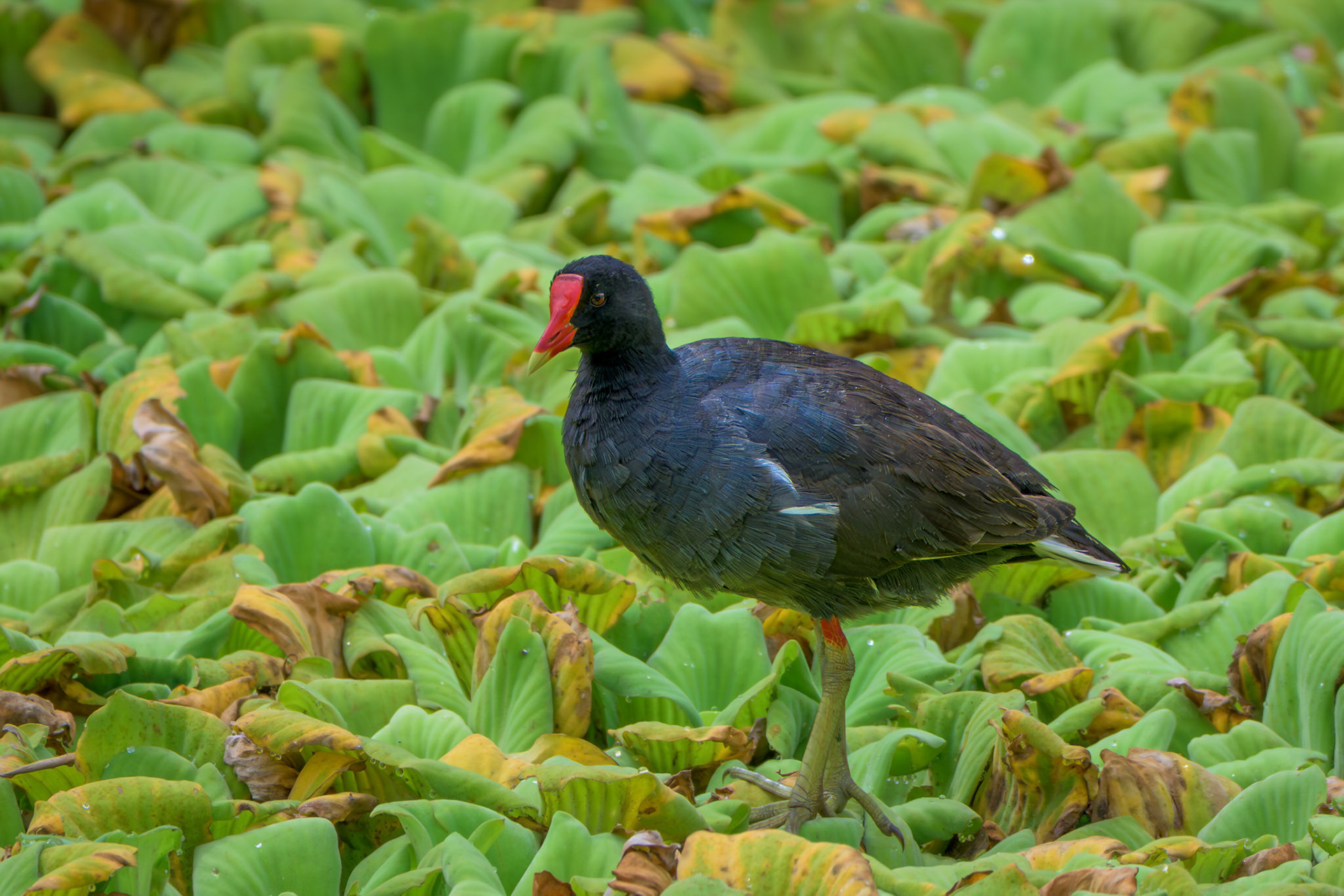 Common Gallinule