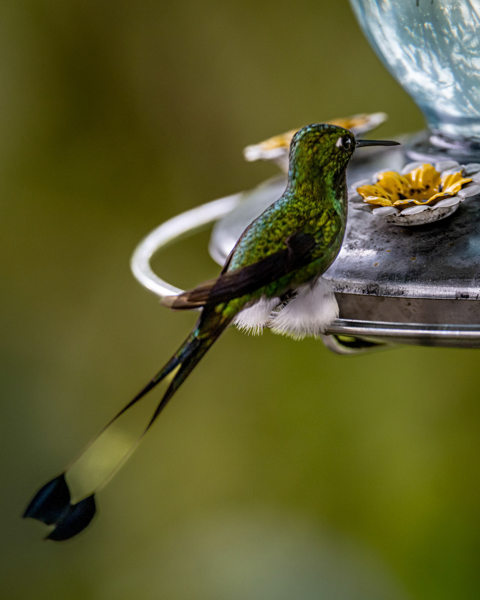 White-booted racket-tail hummingbird