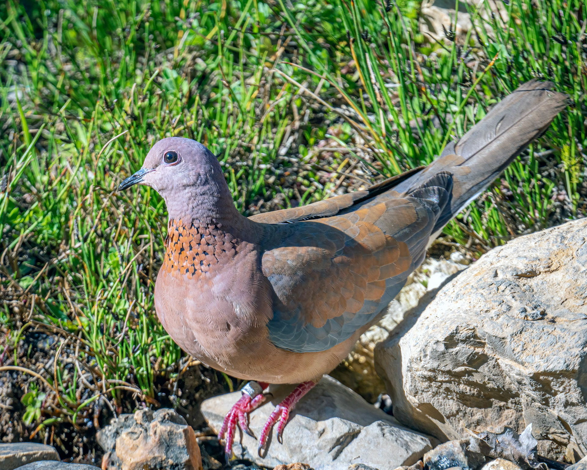 Laughing dove