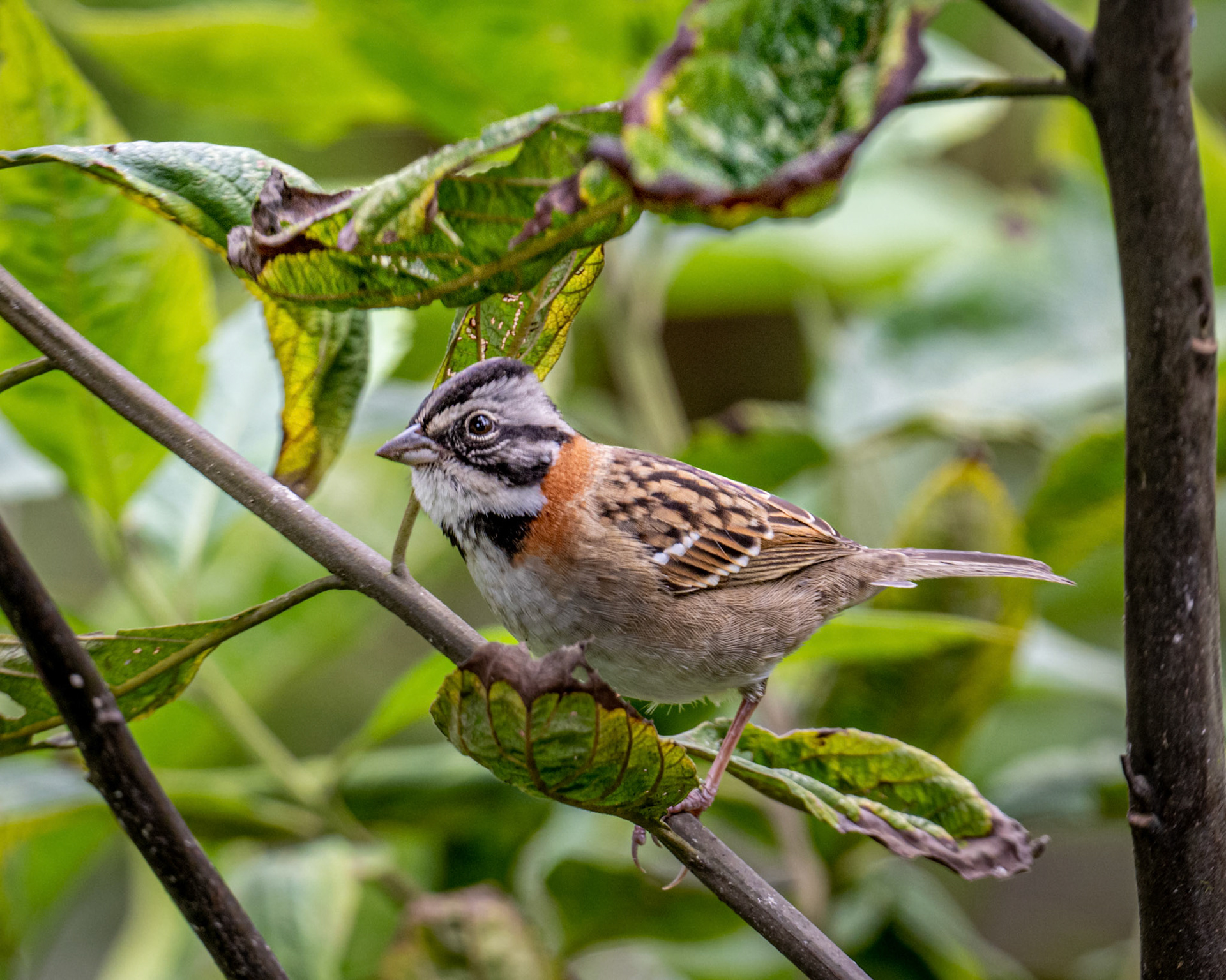 Rufous-collared sparrow