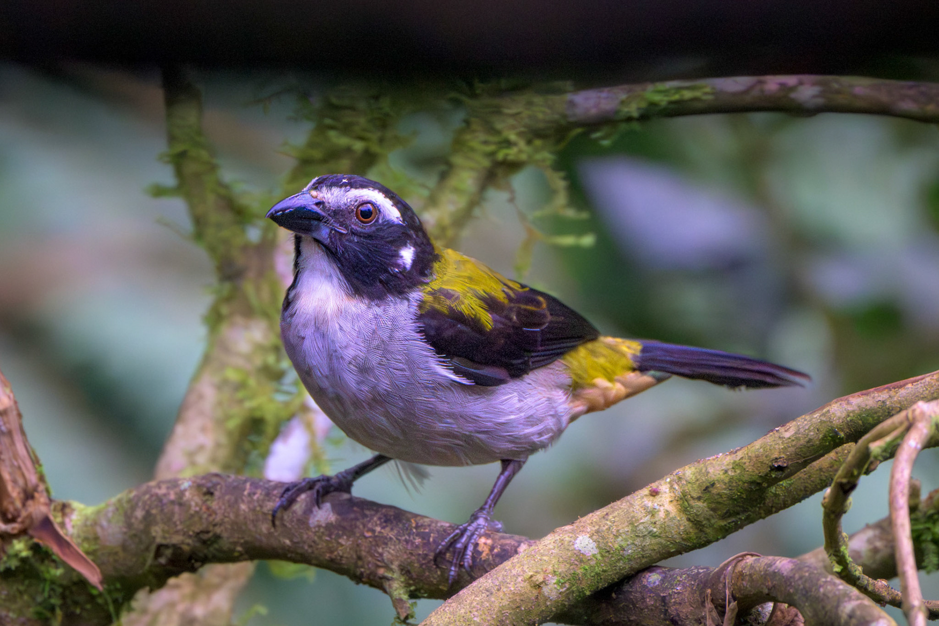 Black-winged Saltator