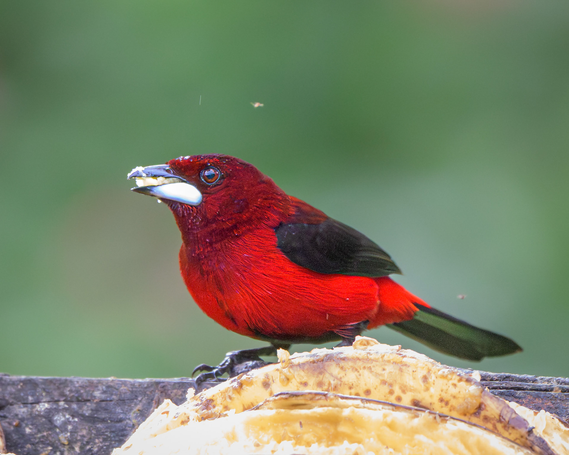 Crimson-backed Tanager