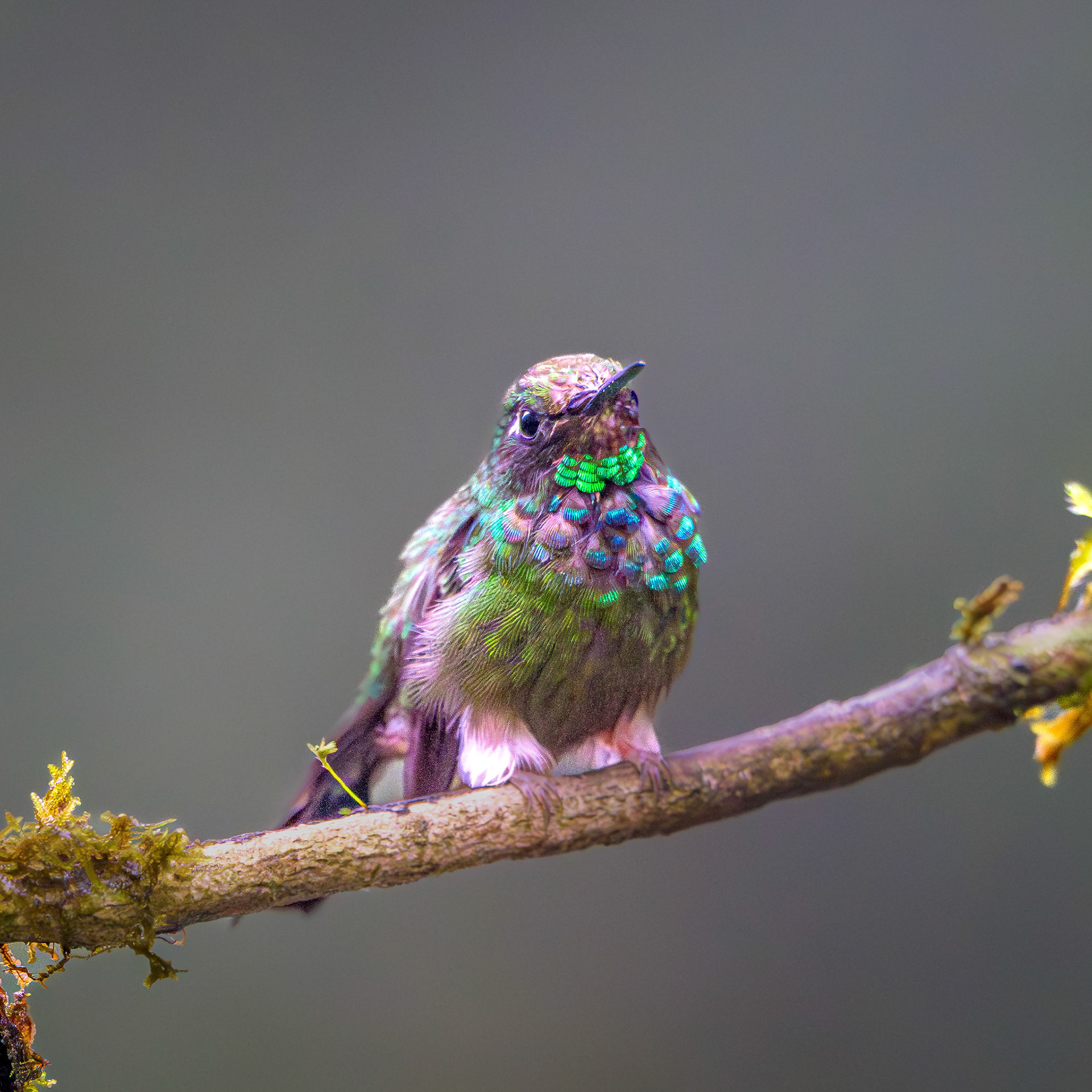 Crowned Woodnymph
