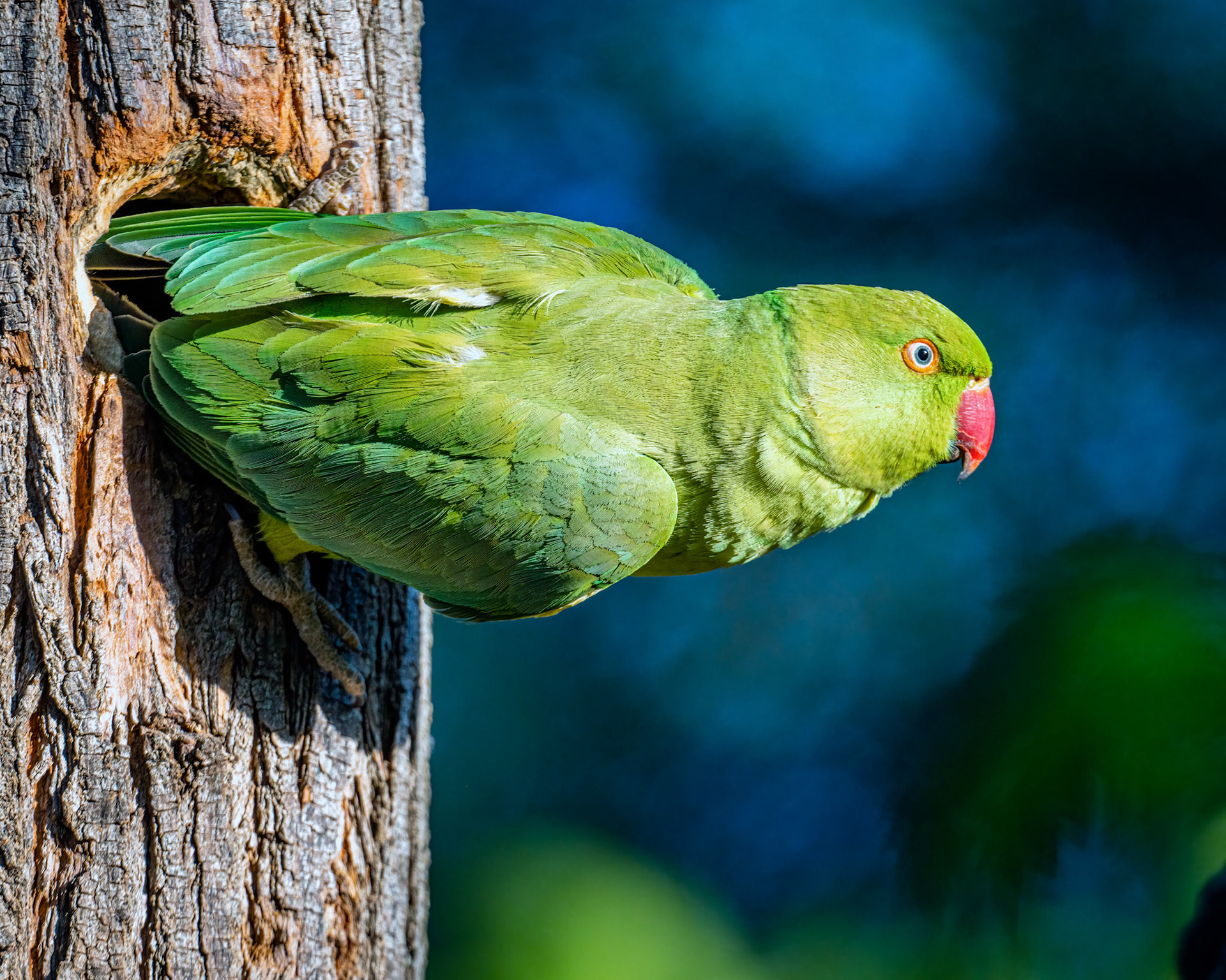 Rose-ringed parakeet