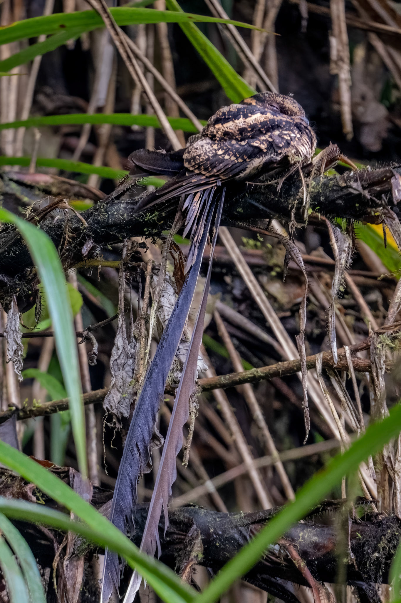 Lyre-tailed nightjar
